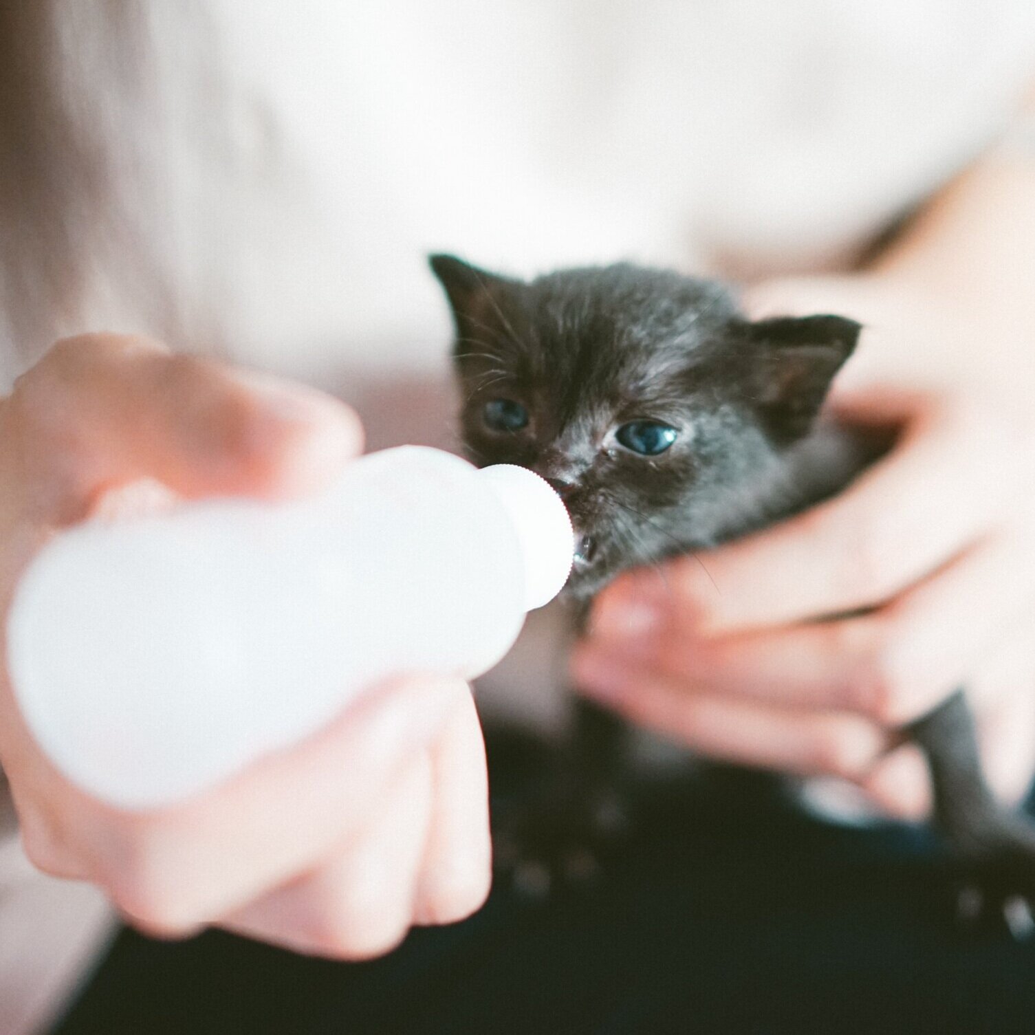 Бутылочка для котят. Девочка кормит котенка. Котенок бутыль. Маленький котик с бутылочкой из бумаги.
