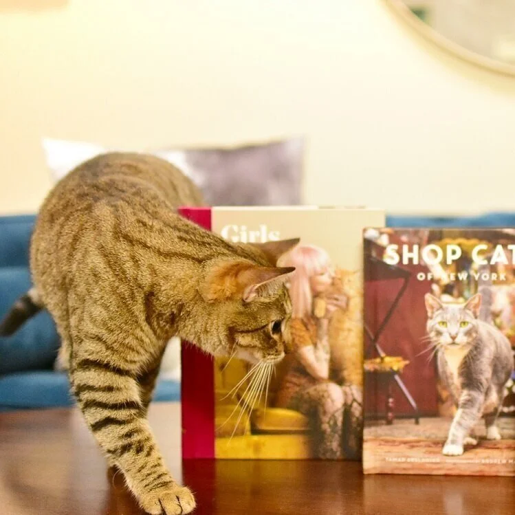 cats on coffee tables