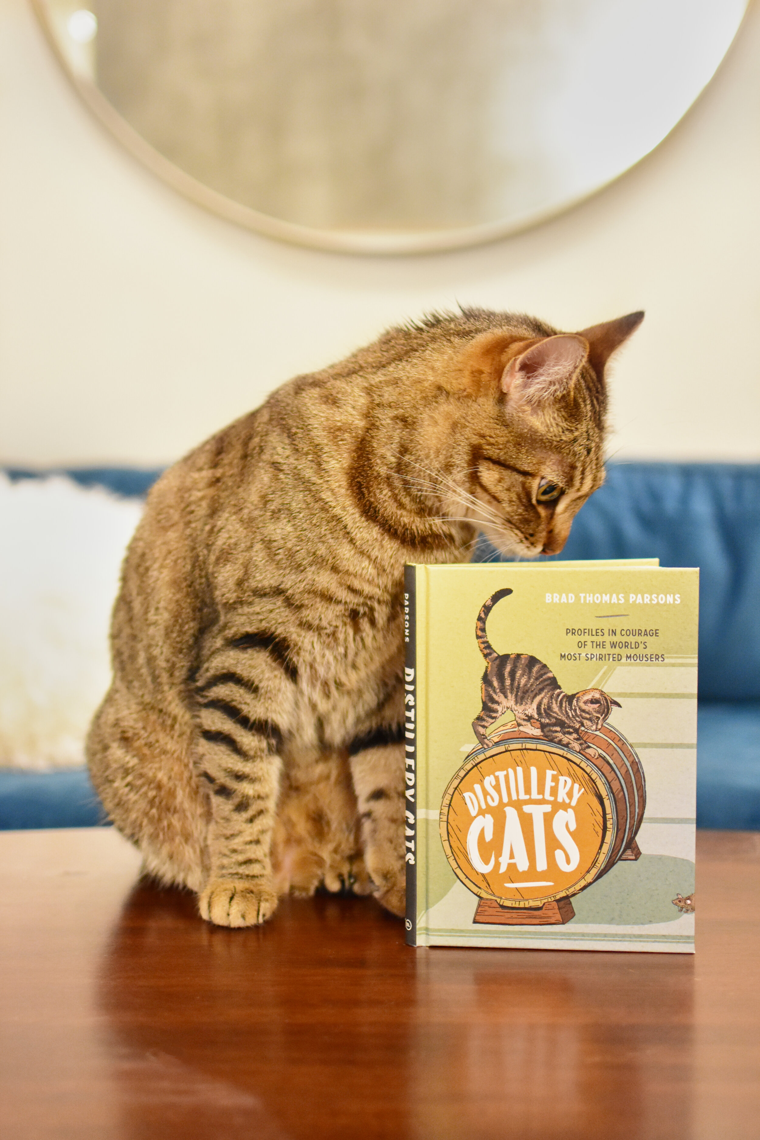 Cat picture books