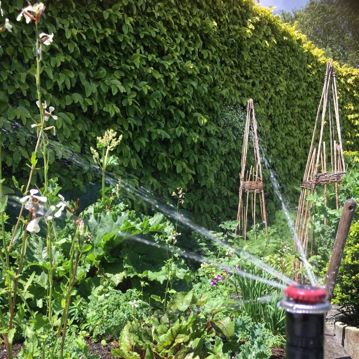Waiheke_VeggiePatch_Sprinkler.jpg
