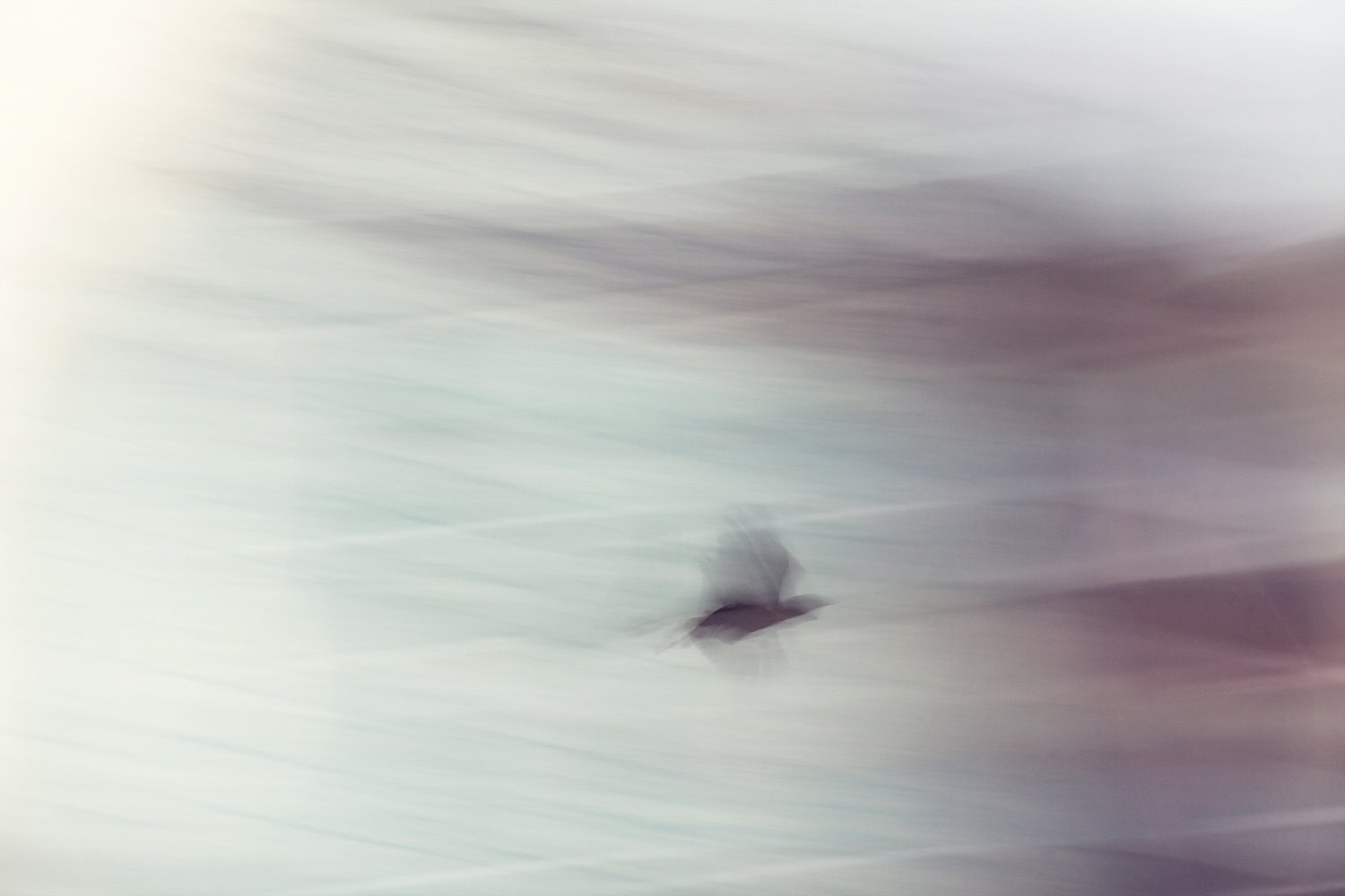 Bird at Wharf Street