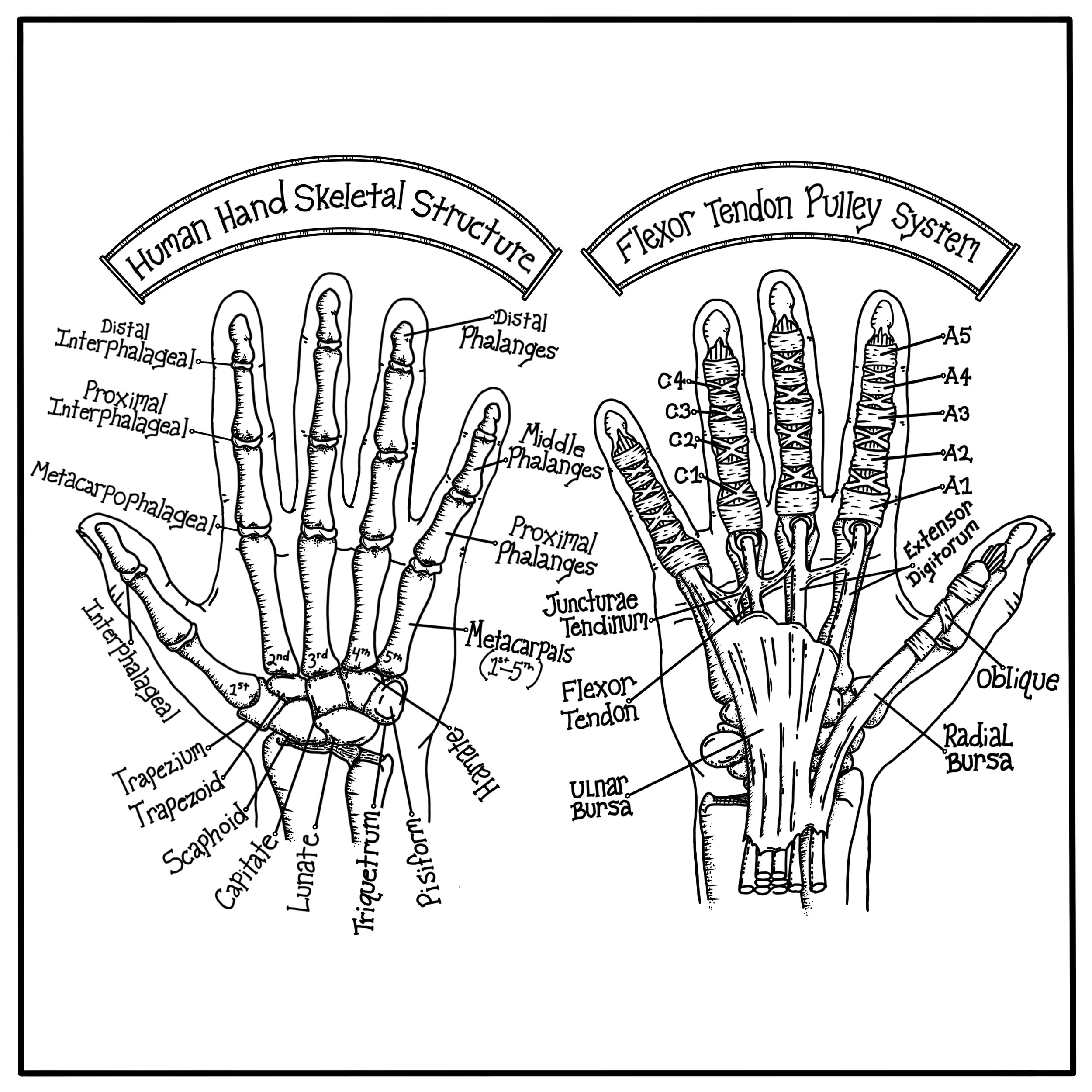 Hands defined art file.jpeg