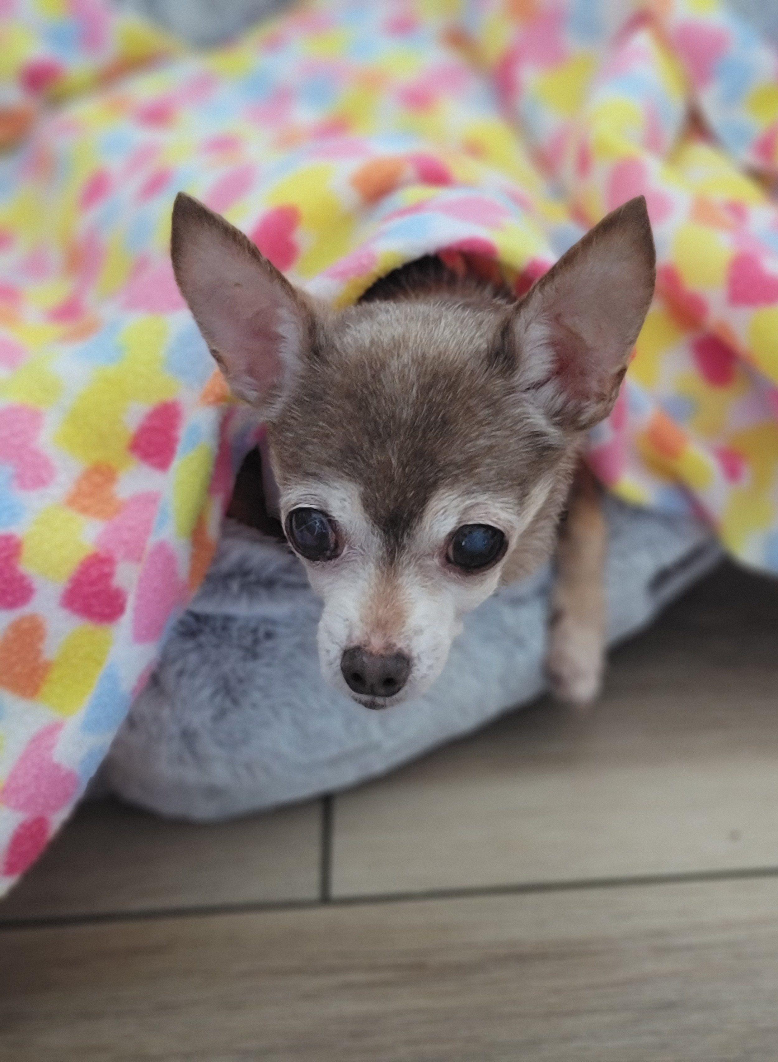 Chevy a 3 pound chihuahua.