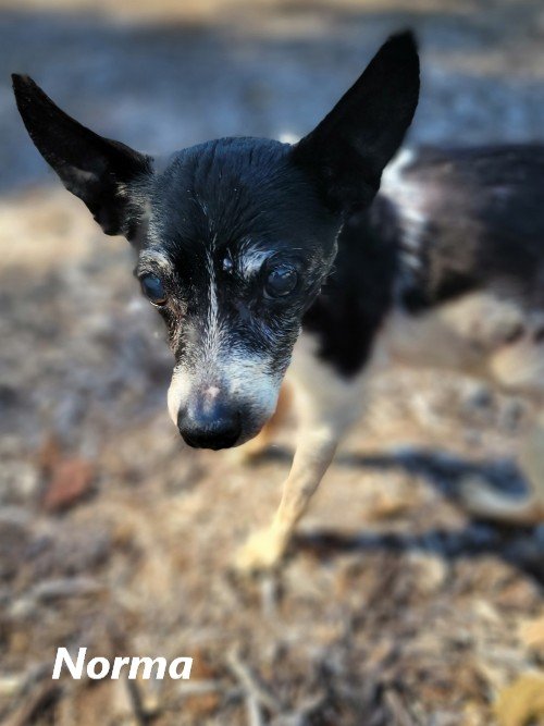 20240908_Norma  .jpg