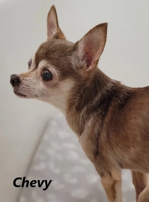 Chevy.jpg