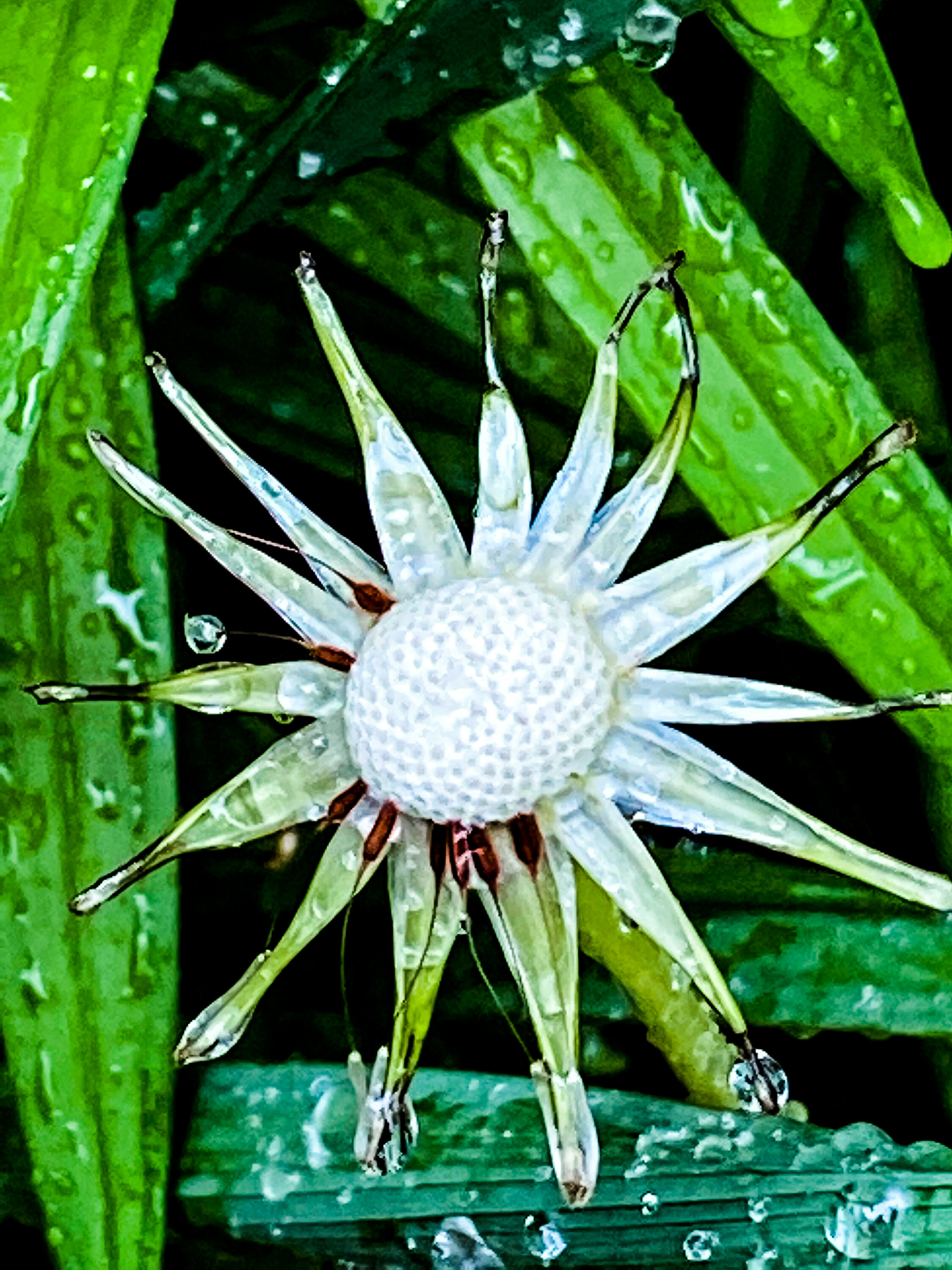 Cone Flower in the Rain