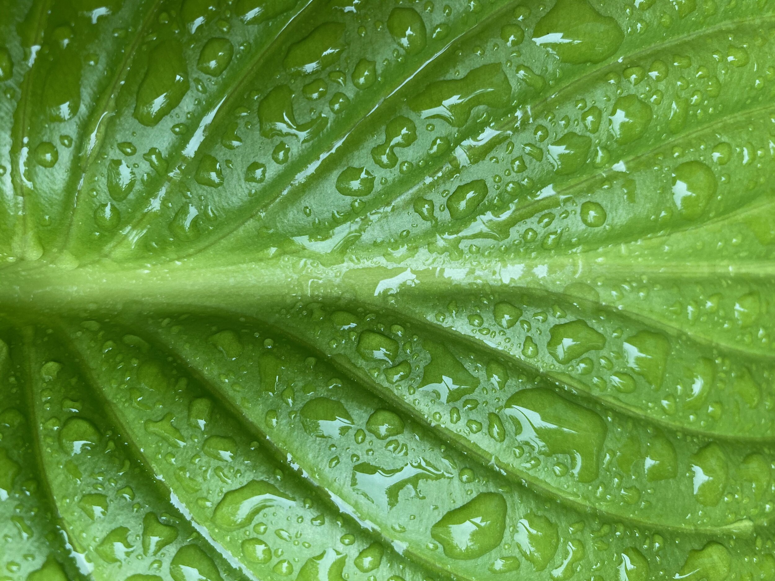 Wet Hosta Leaf