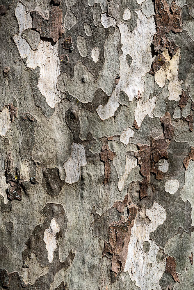 Tree Camouflage