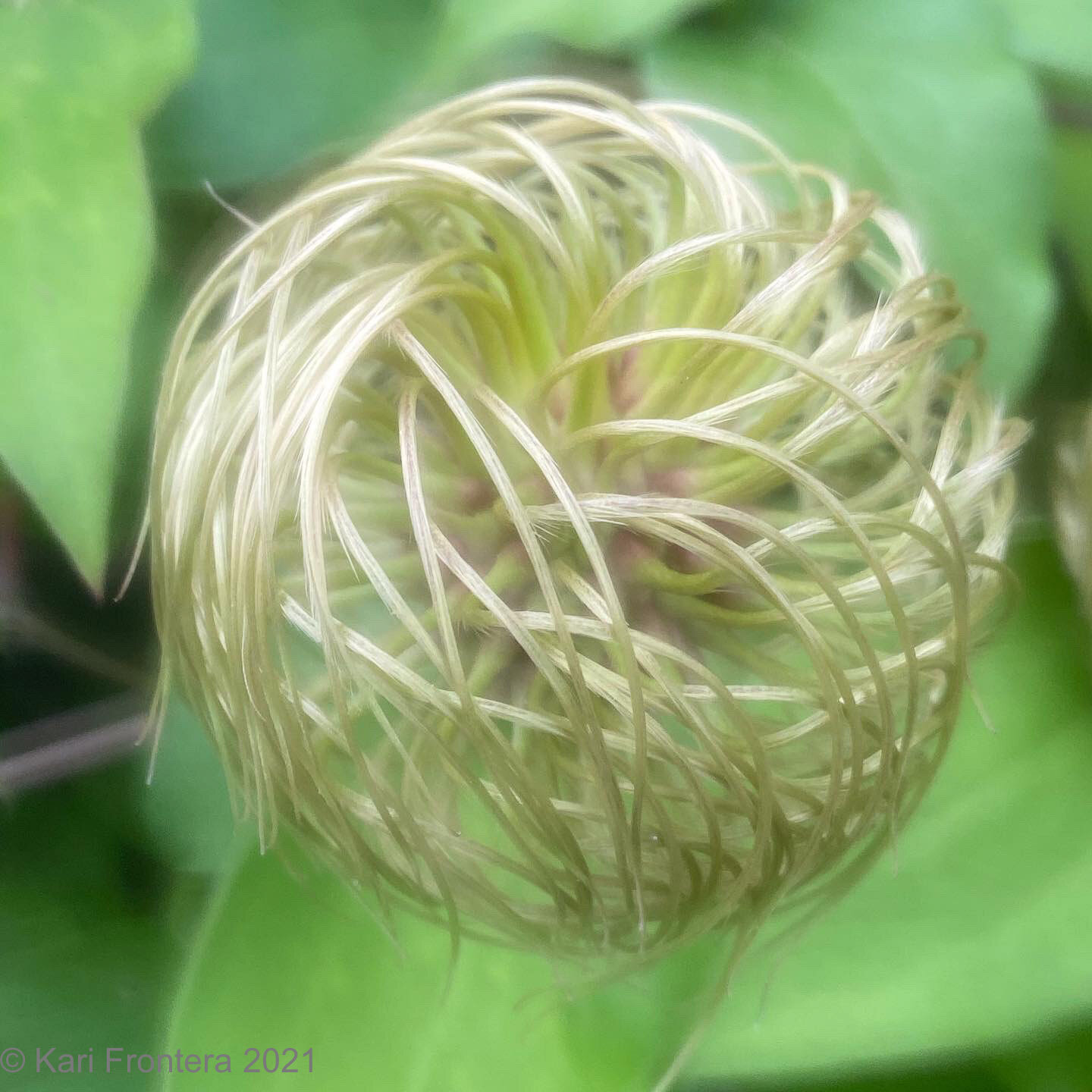 Yarn Ball