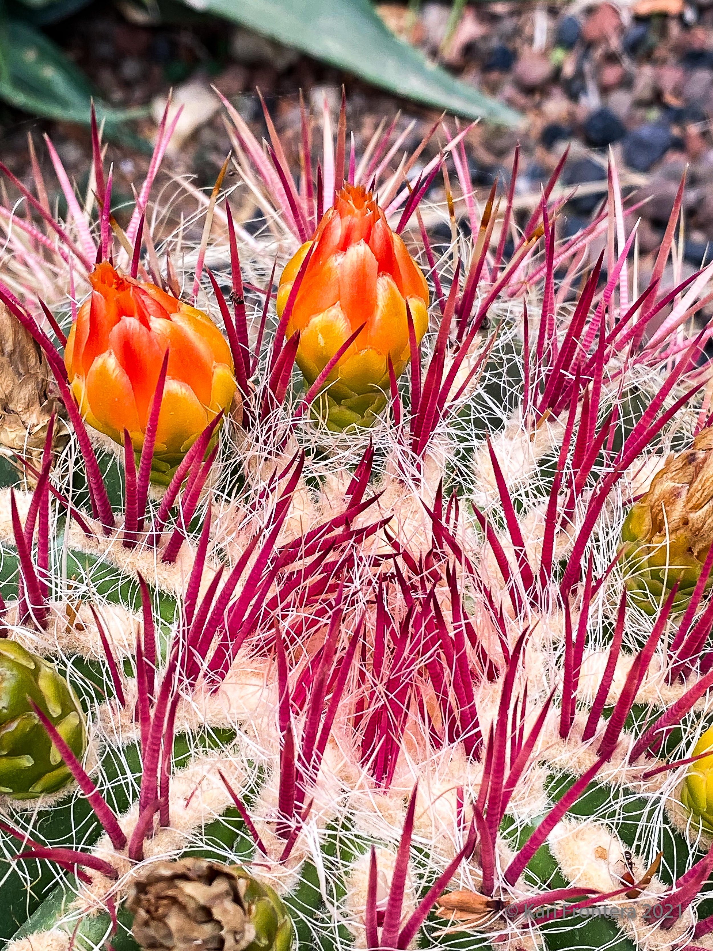 Prickly in Pink