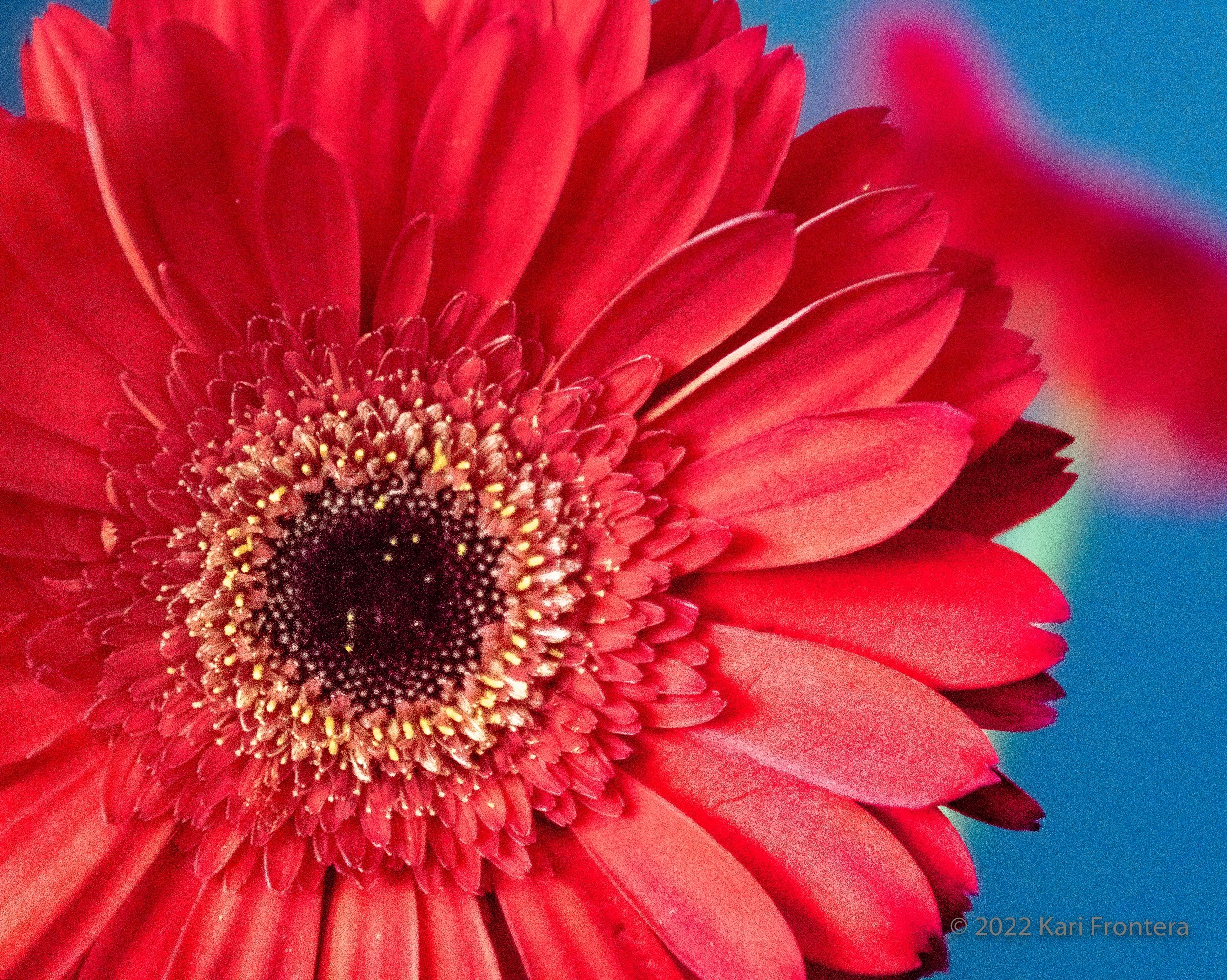 Dahlia Red