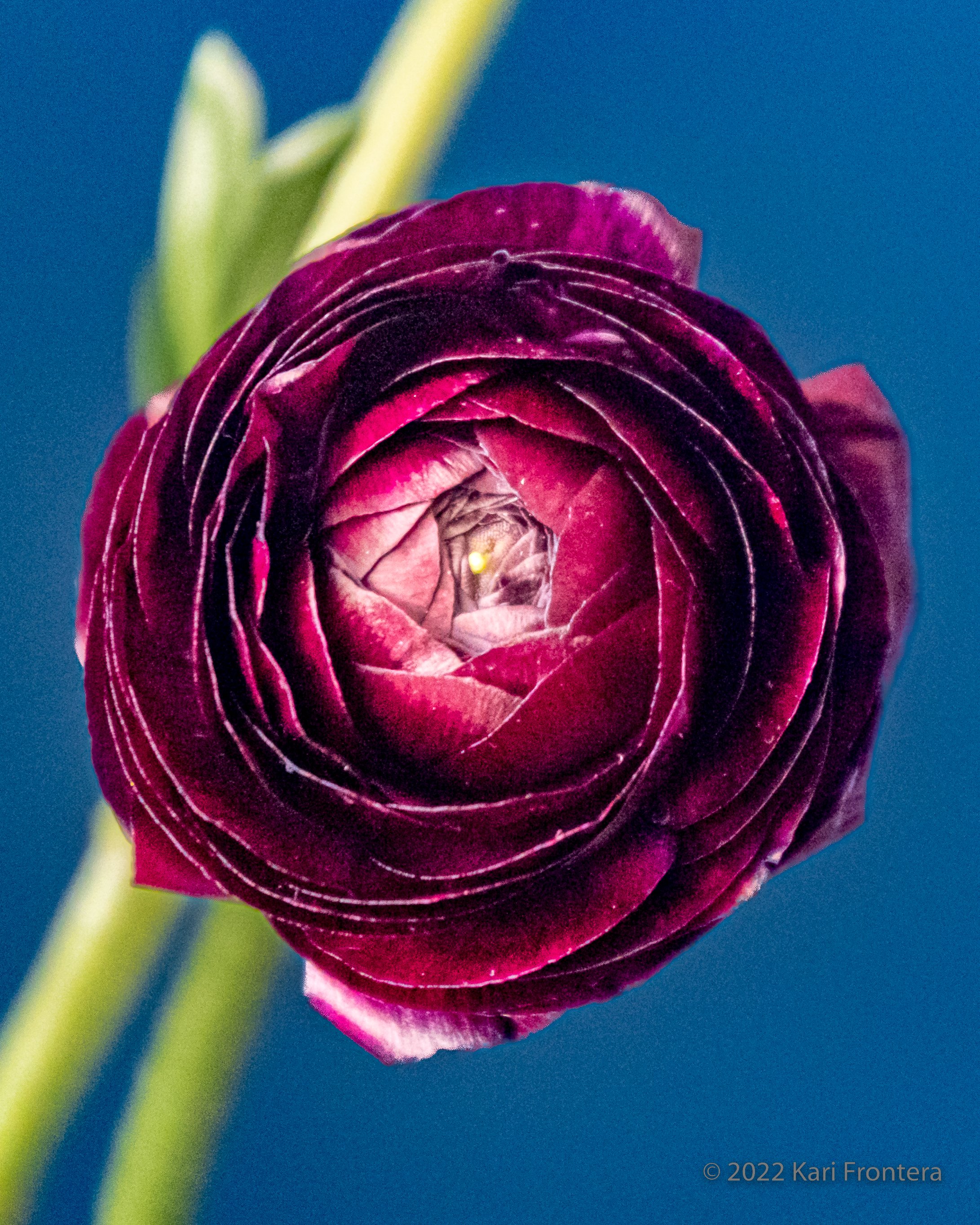 Ranunculus