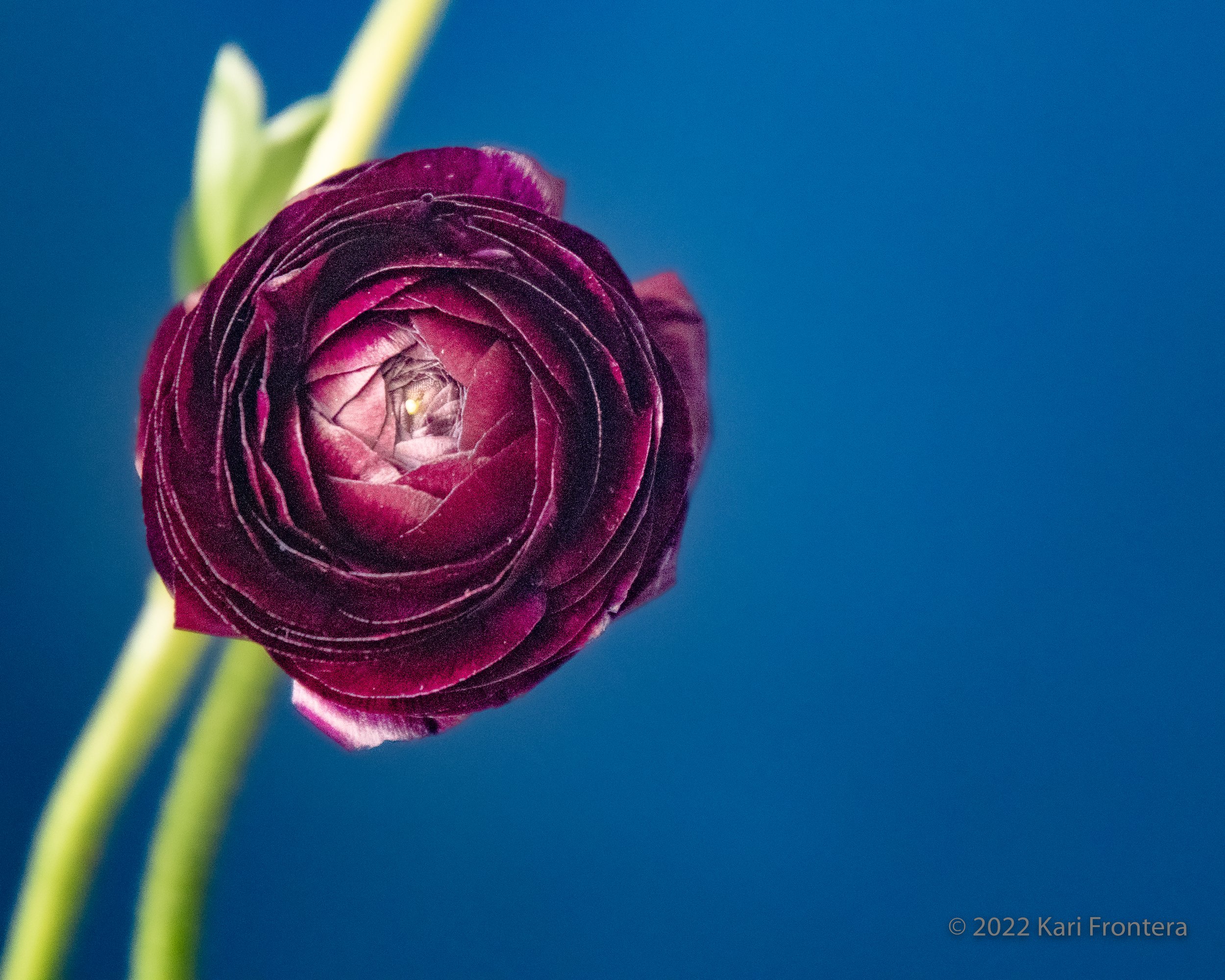 Ranunculus - Blue wall