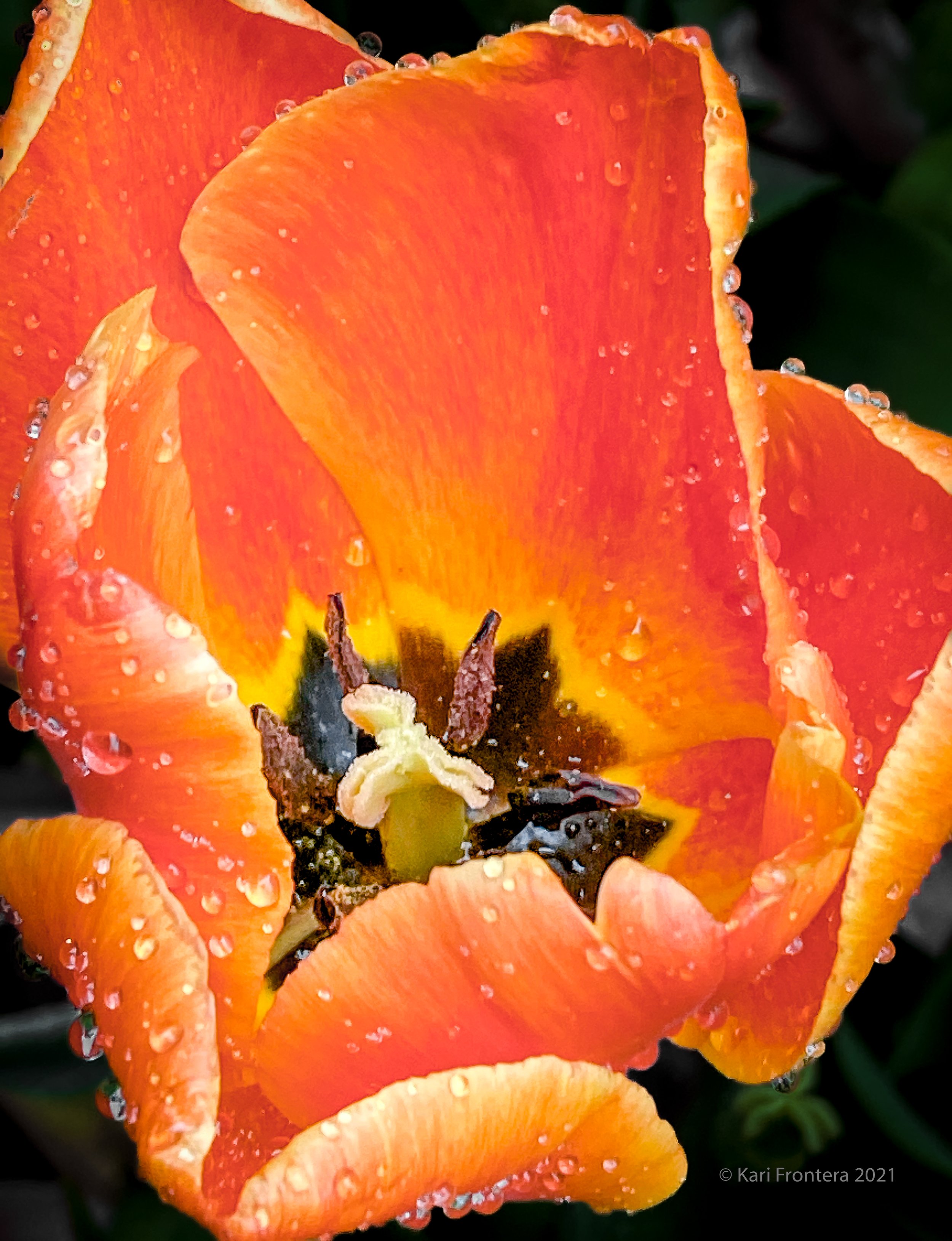 Tulip after Rain