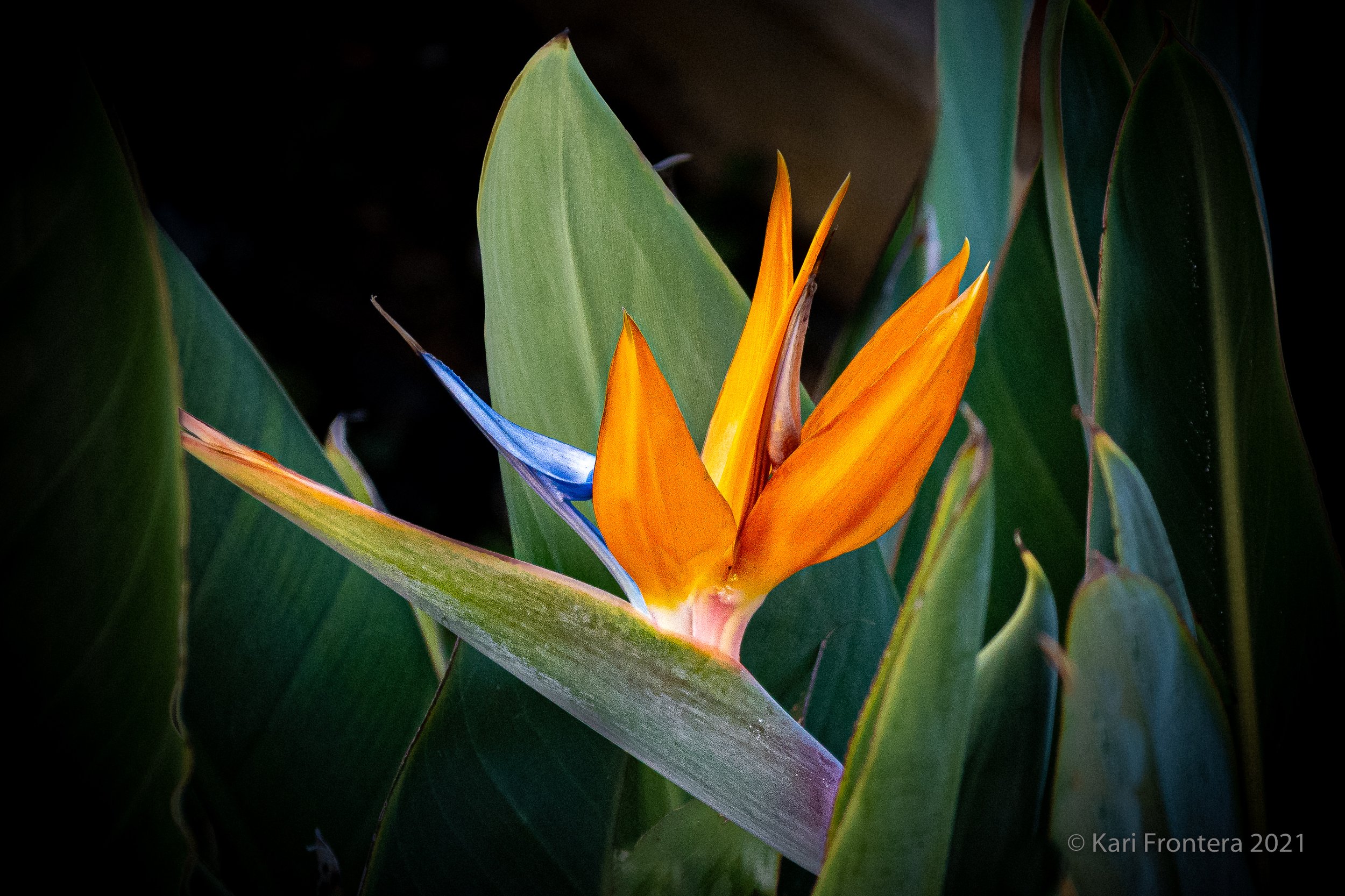 Birds  of Paradise