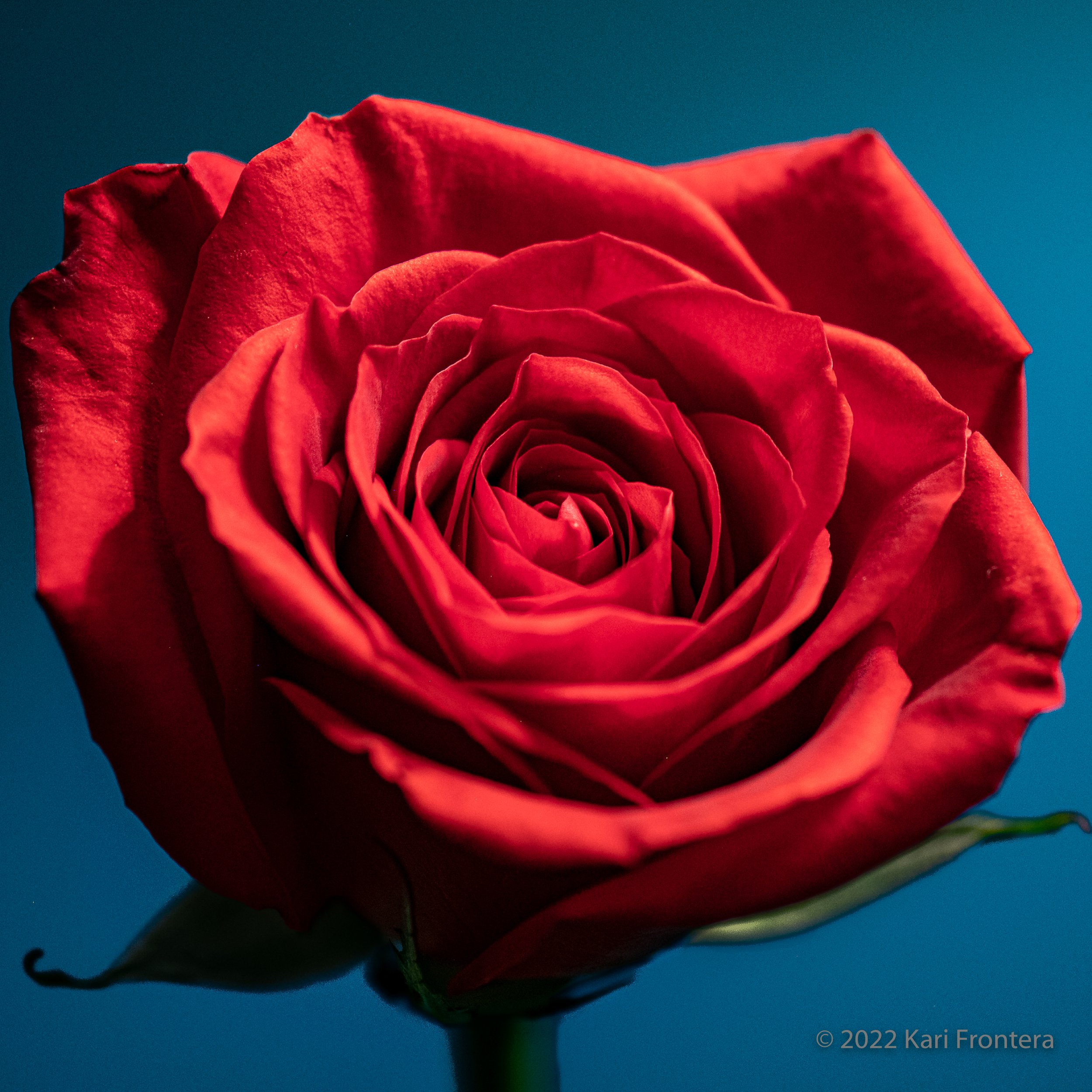 Red Rose, Blue Background