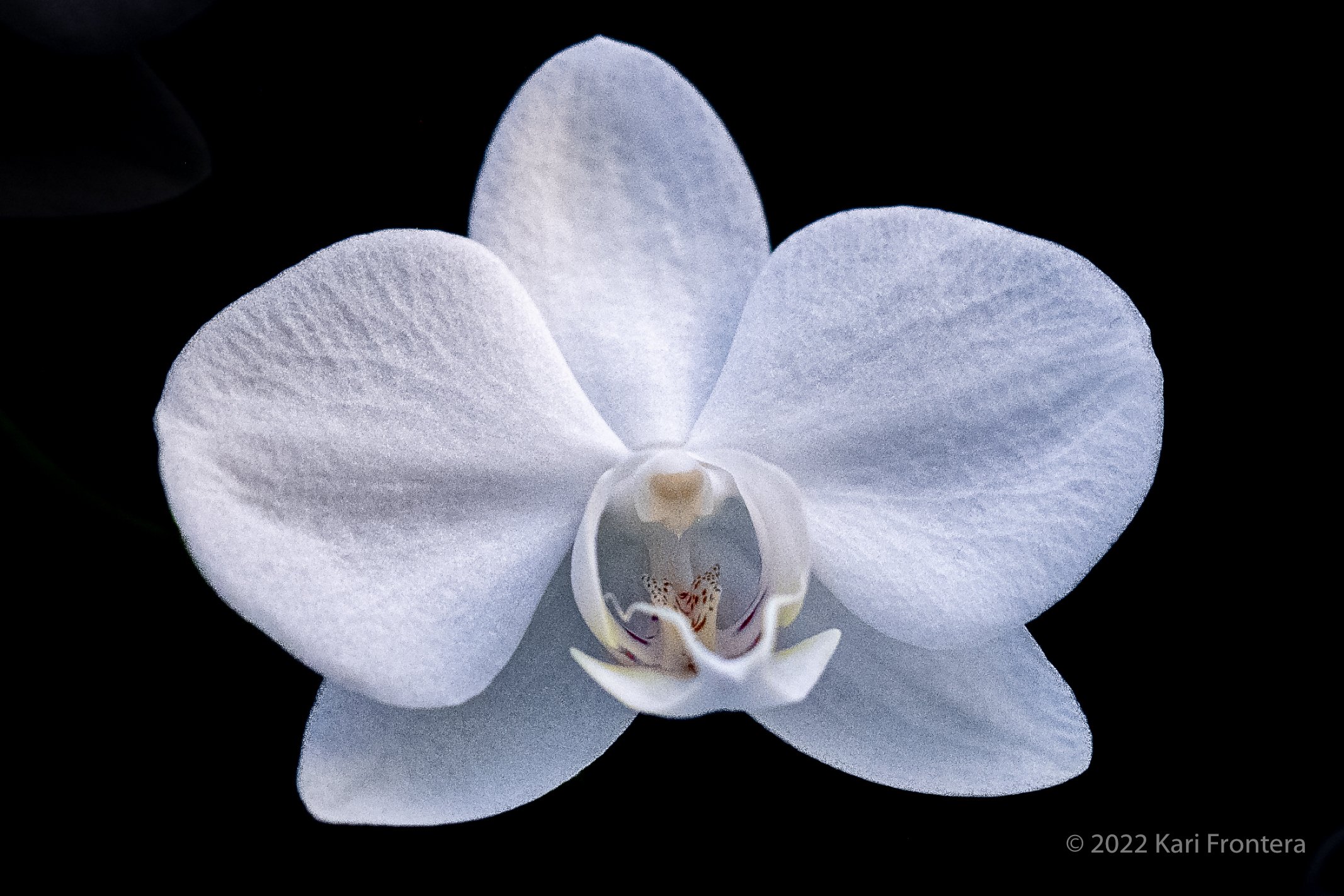 White Orchid