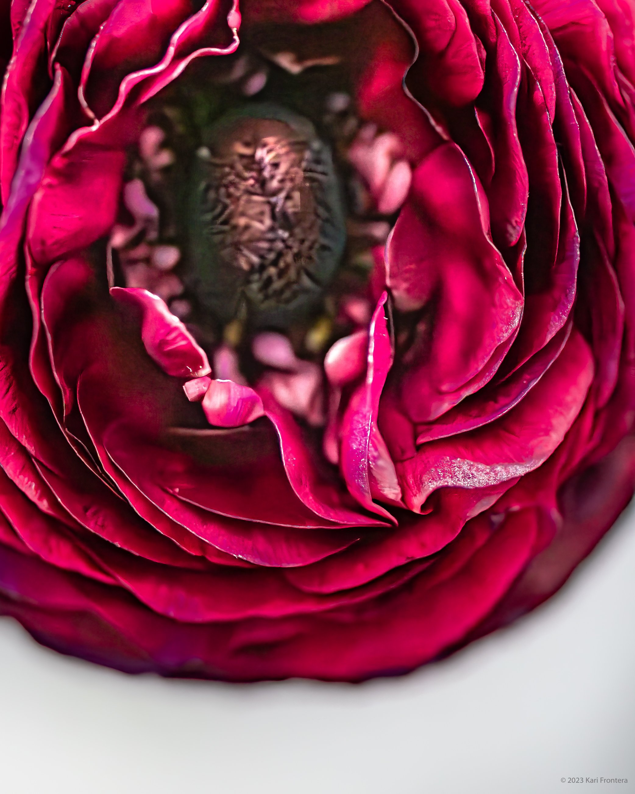 Red Ranunculus