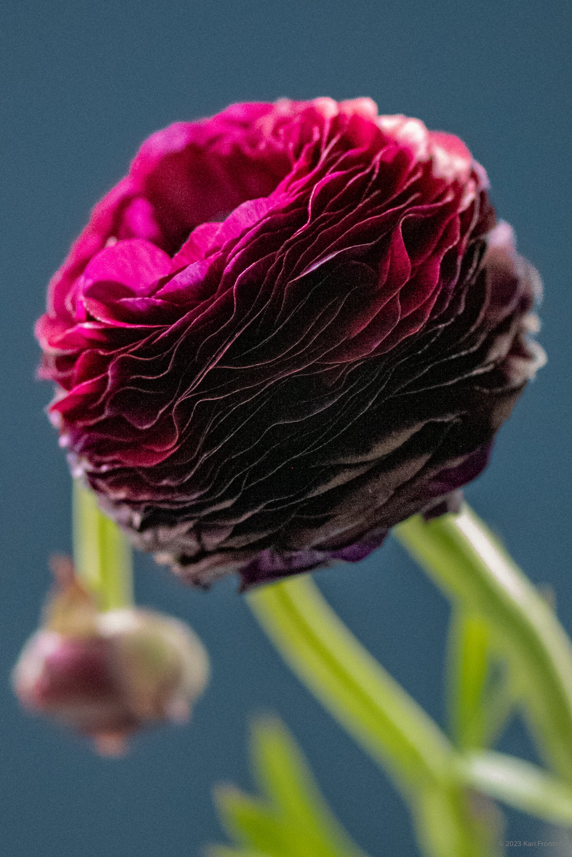 Ranuculus, Blue Background