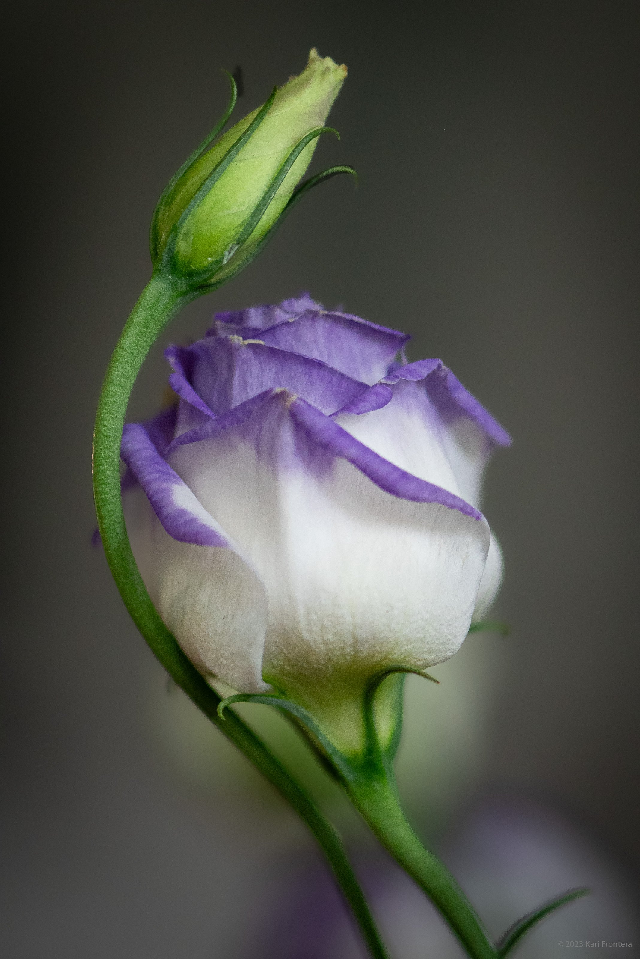 Nestled Lisianthus