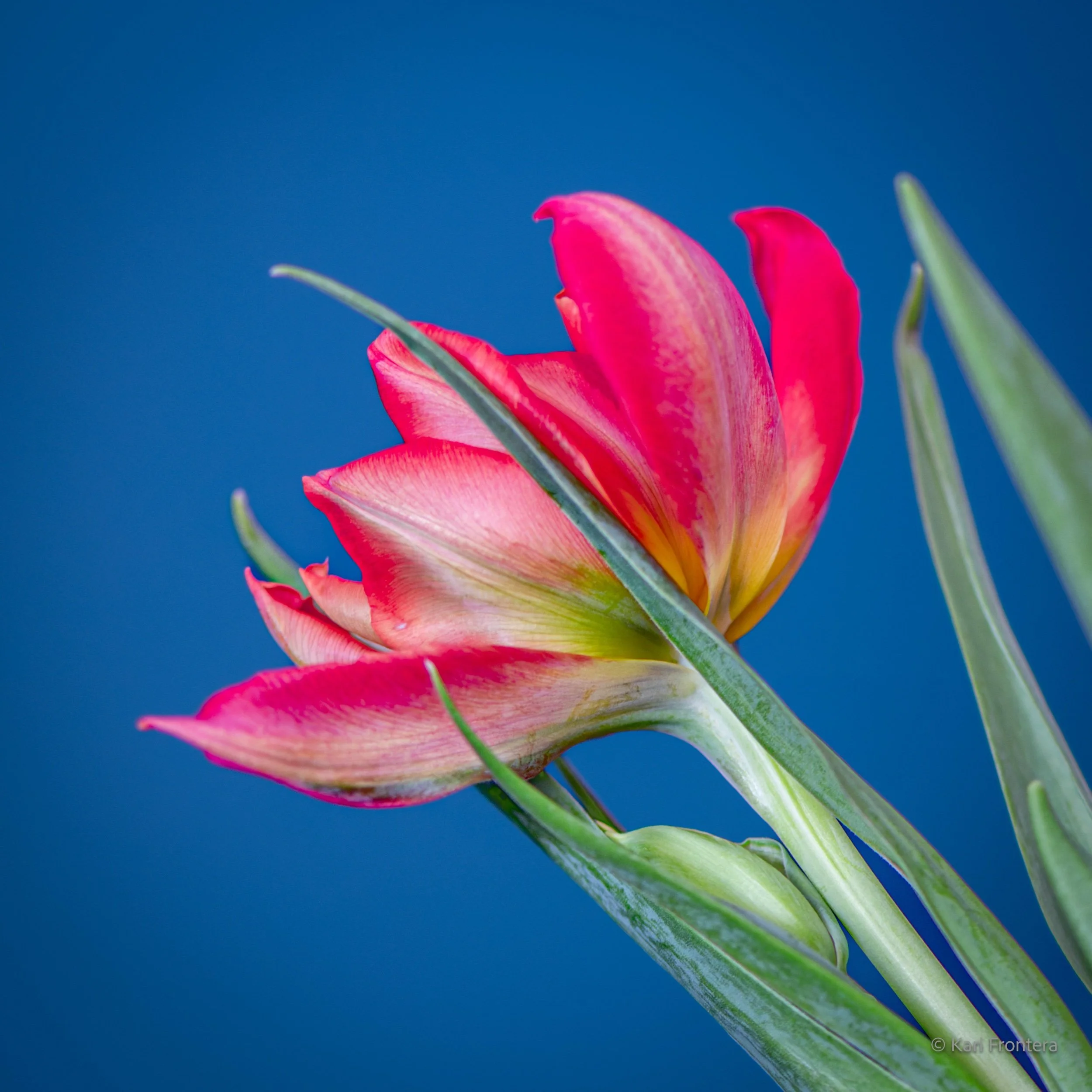 Angle of the Tulip