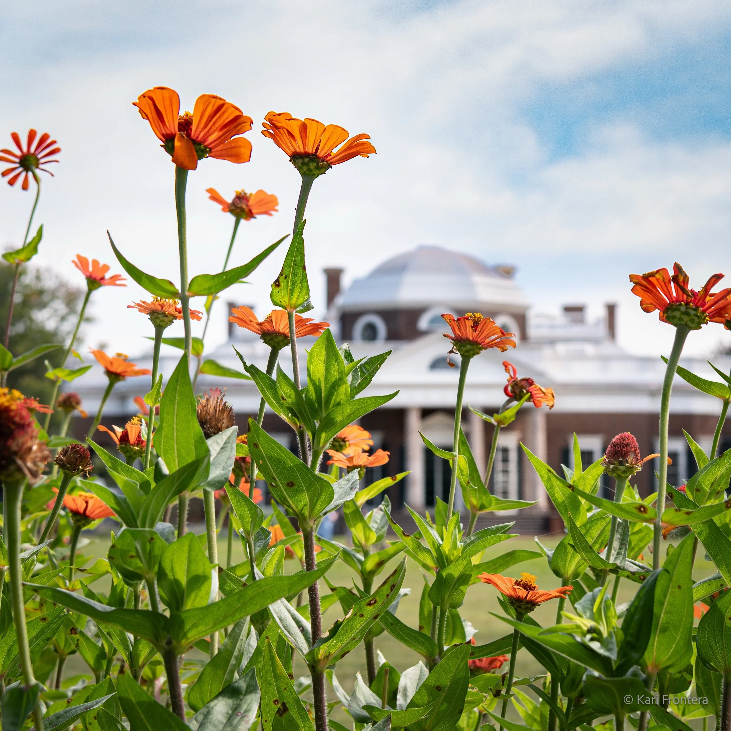 Peruvian Zinnias at Monticello