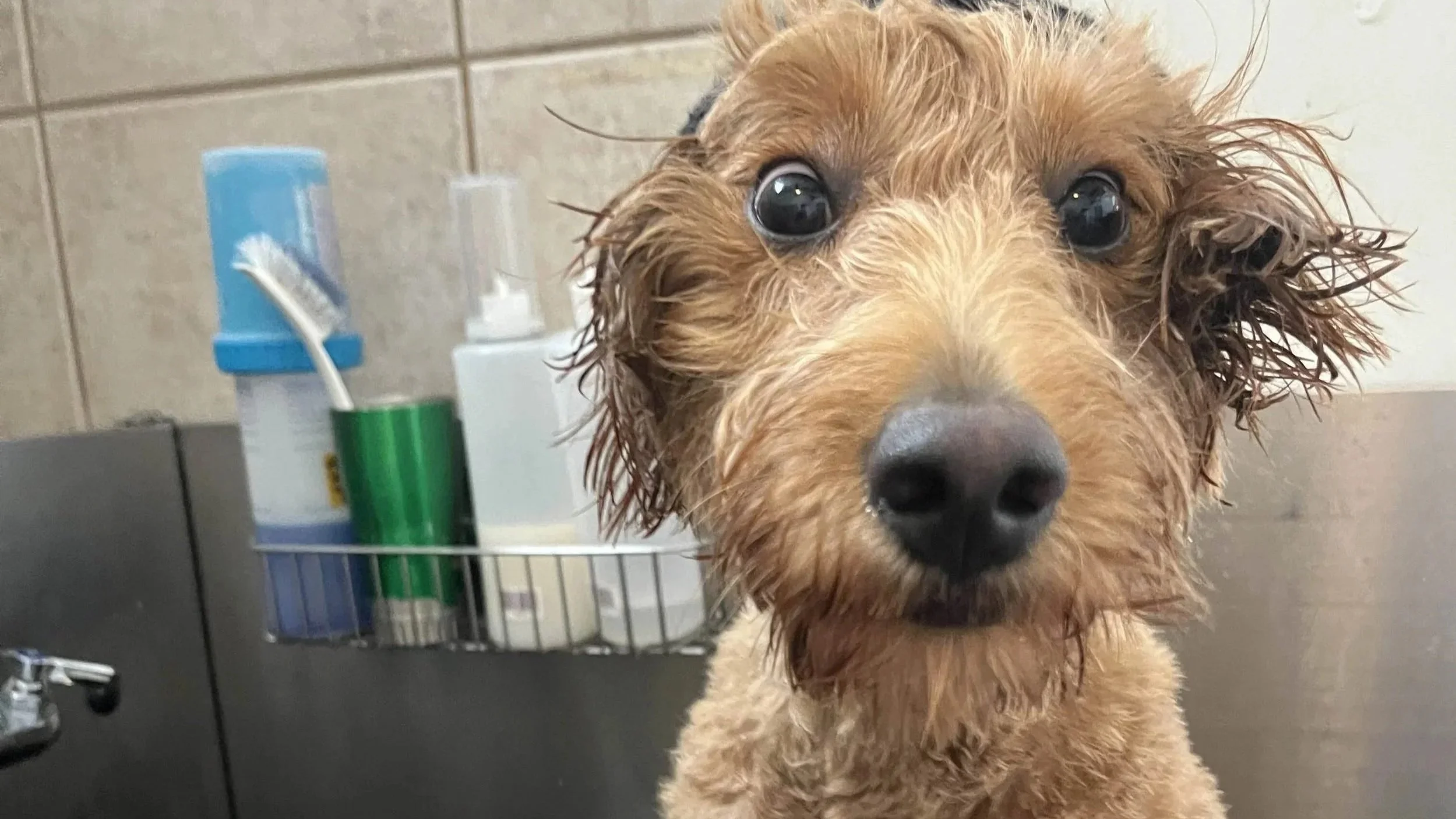 Close-up of a wet, tan and brown doodle puppy with large eyes, standing in a bathing tub.