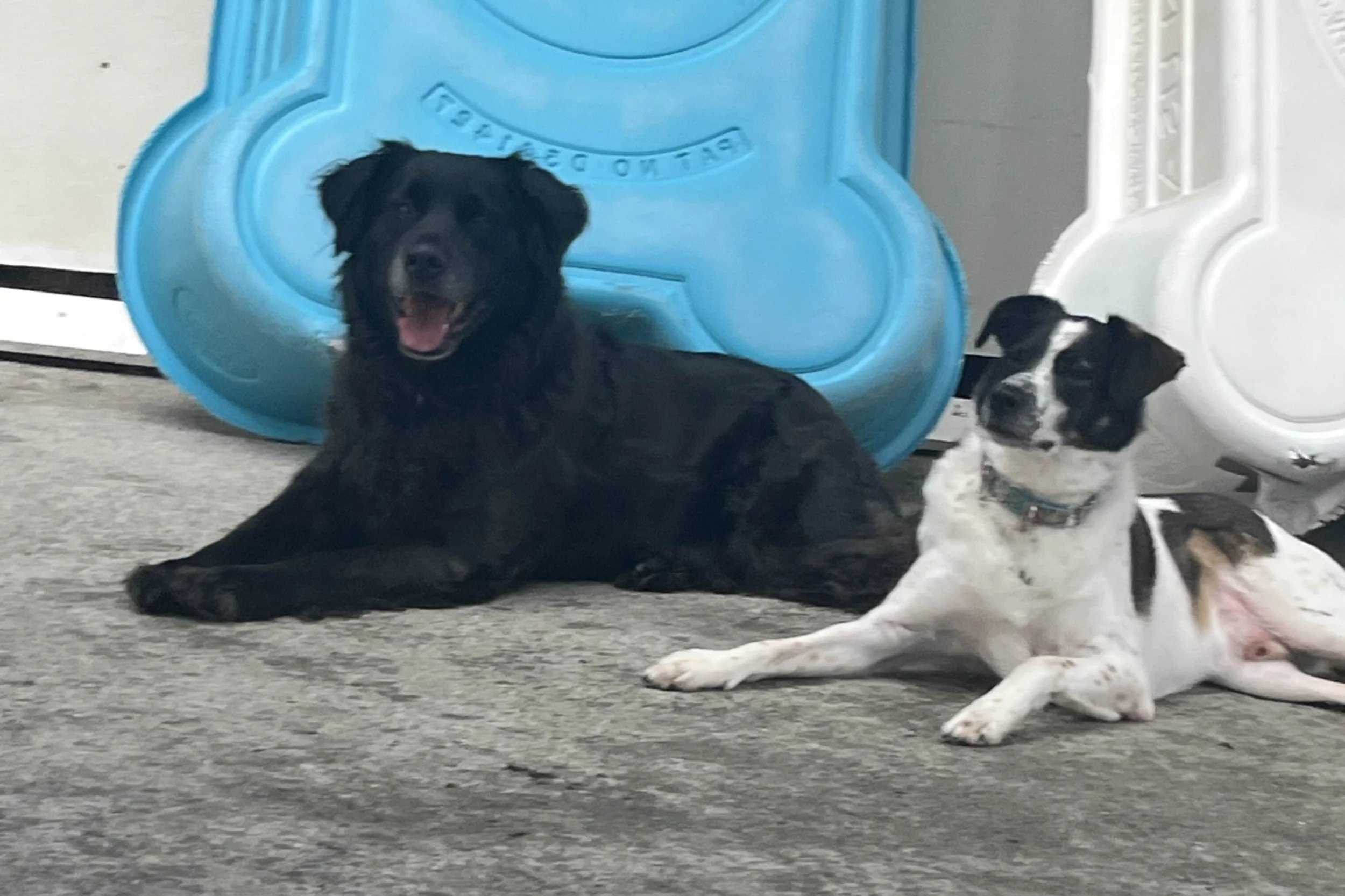 Wagging Tails Doggie Daycare and Boarding