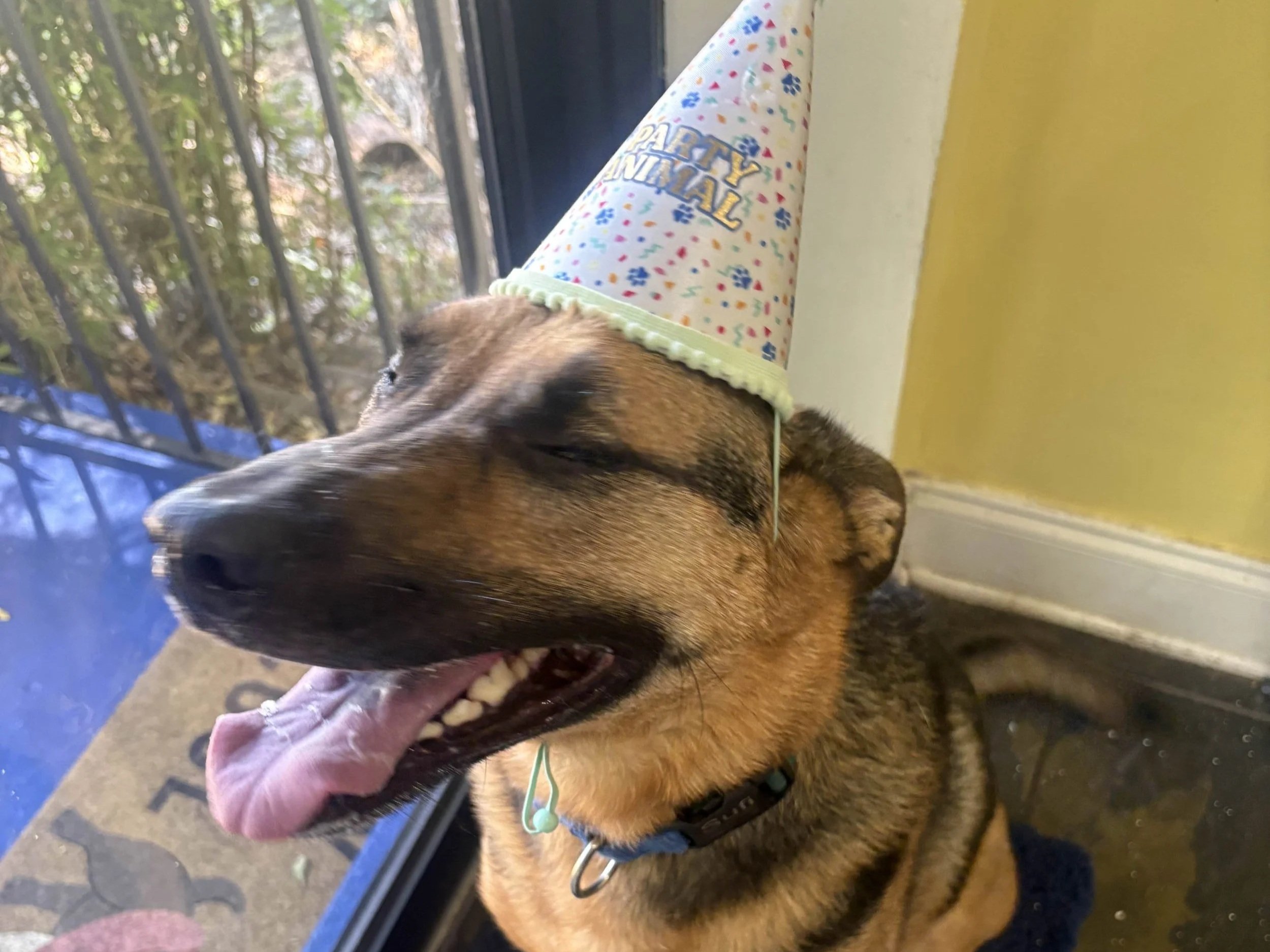 Wagging Tails Doggie Daycare and Boarding