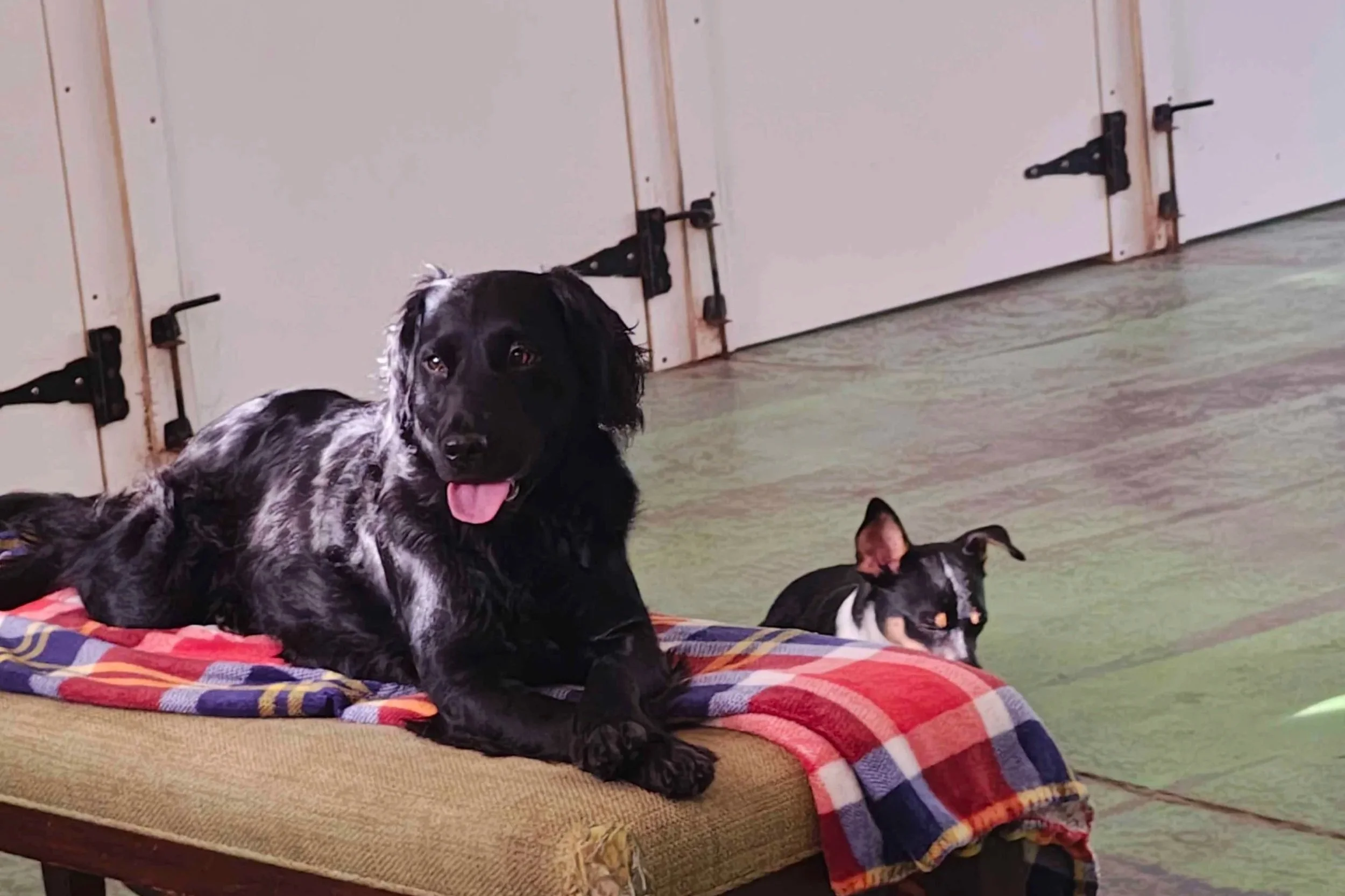 Wagging Tails Doggie Daycare and Boarding