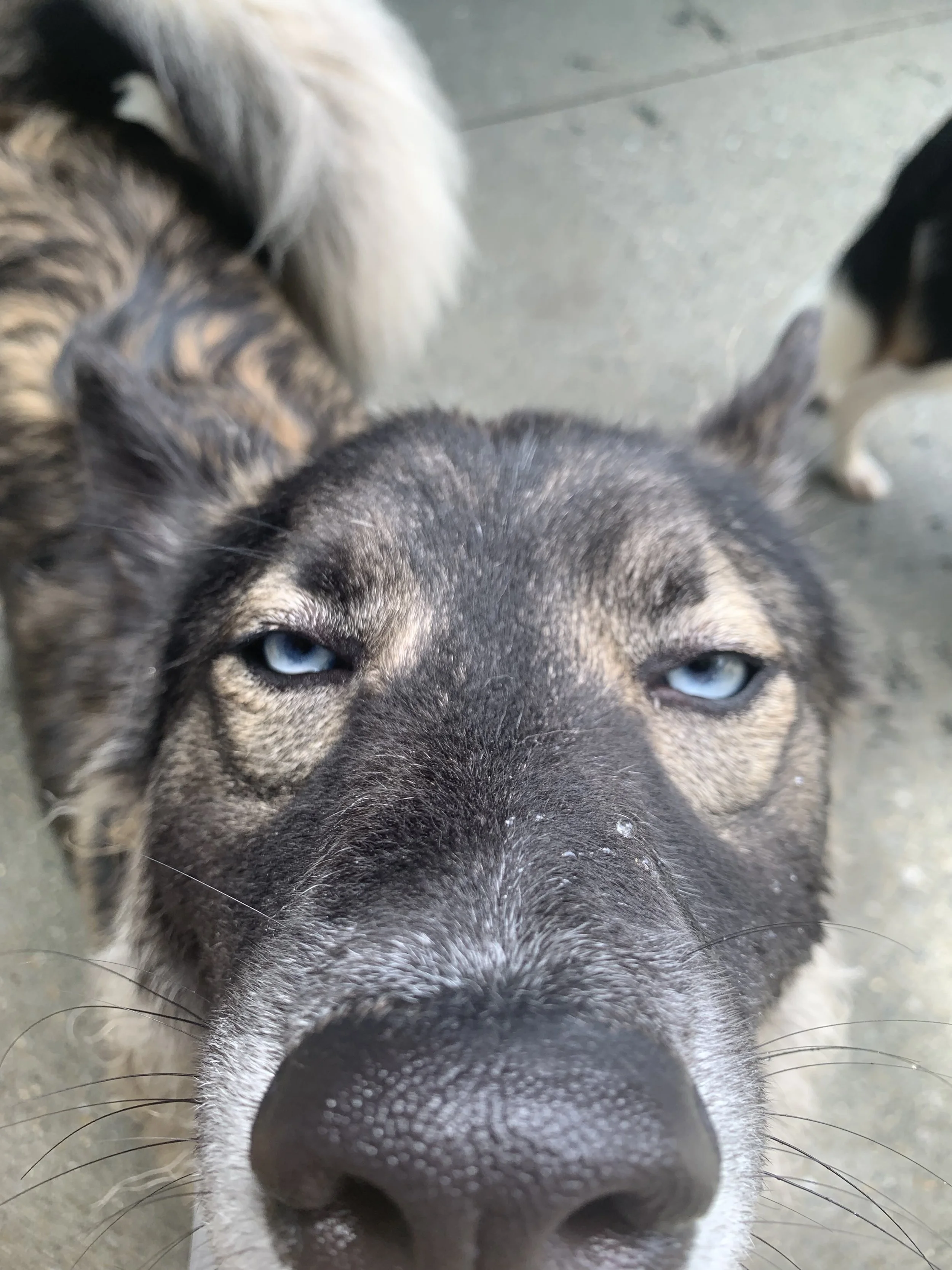 Wagging Tails Doggie Daycare and Boarding