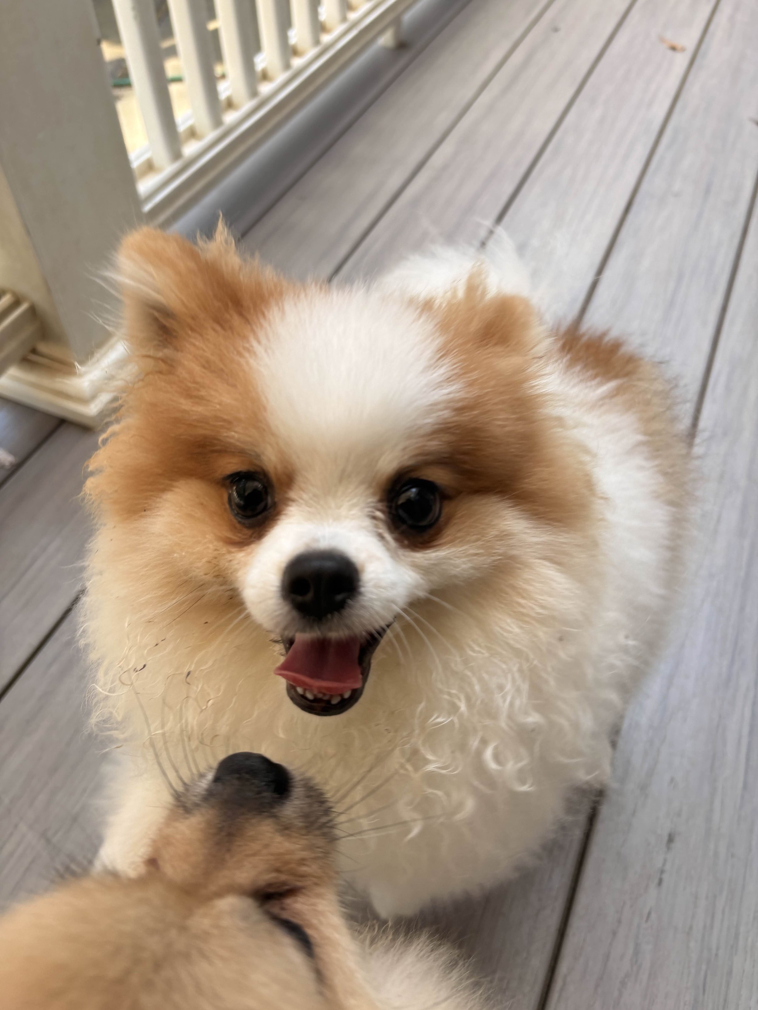 A happy Pomeranian dog with white and tan fur looking up at the camera with open mouth, standing on a wooden deck outside.