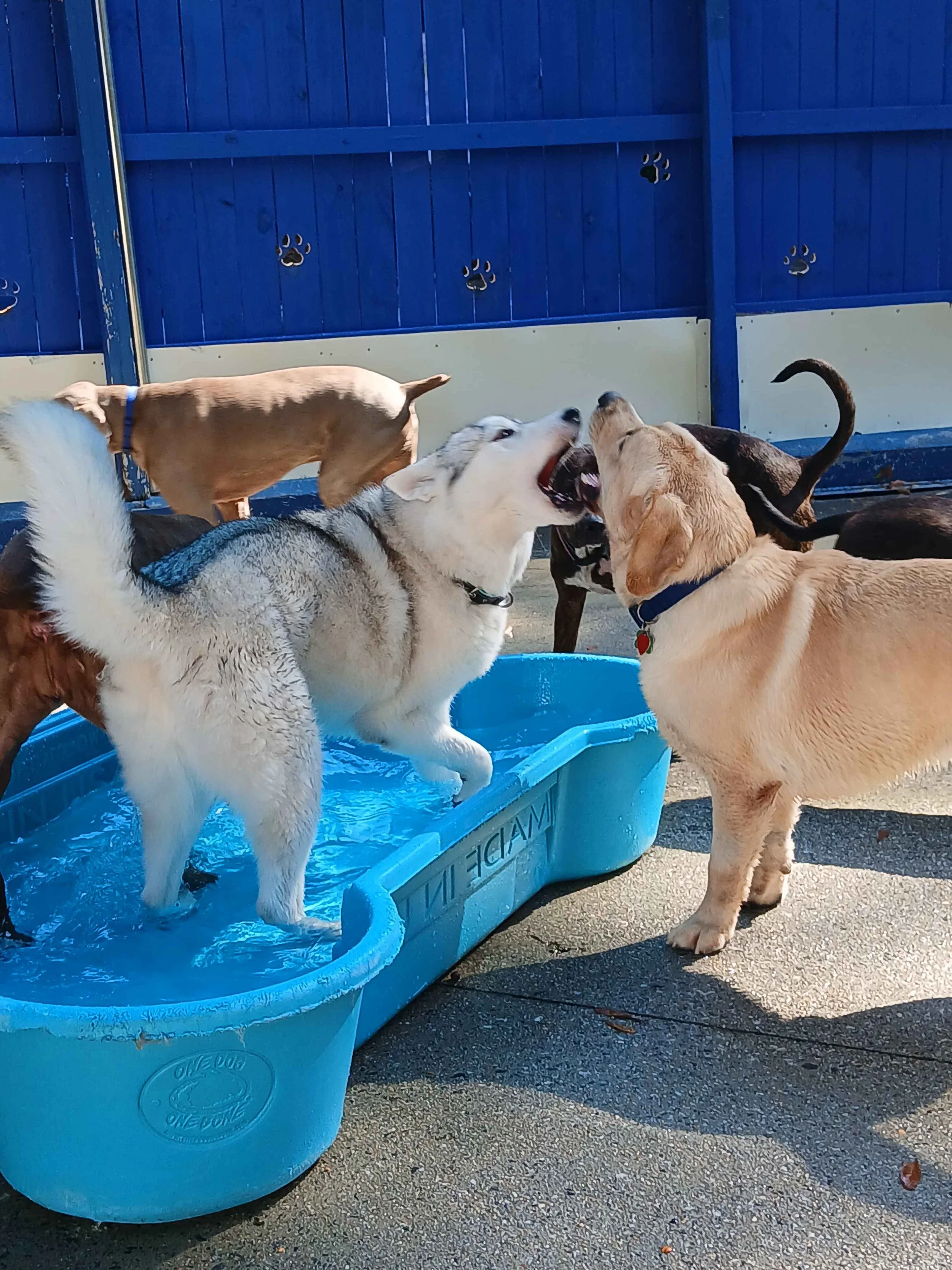 Wagging Tails Doggie Daycare and Boarding