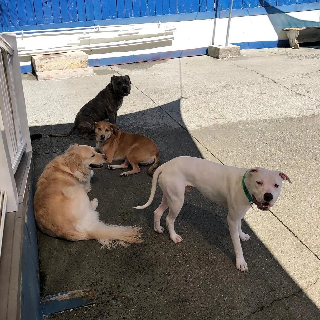 Four dogs of different sizes and colors gathered on a concrete surface, with some shaded area and some sunlit. The background features a blue and white structure and a concrete block.