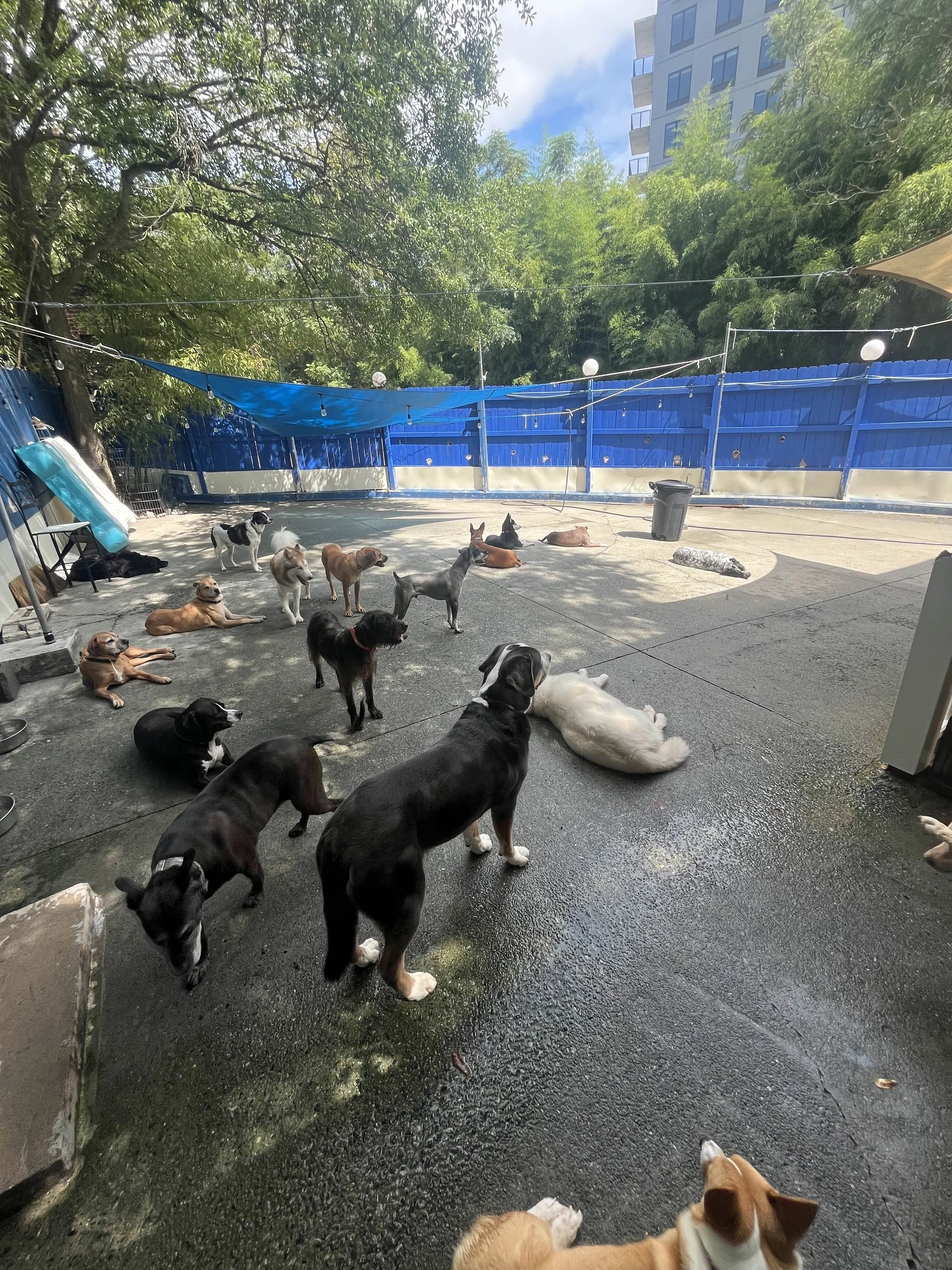 Wagging Tails Doggie Daycare and Boarding