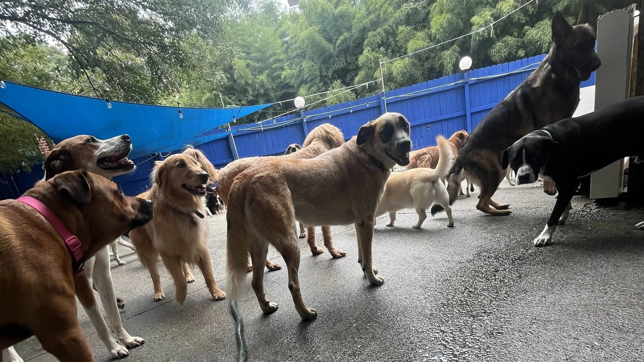 Four dogs on a concrete patio, two of them are brown, one is brindle, and one is black and white, all appear to be playing or sniffing each other.