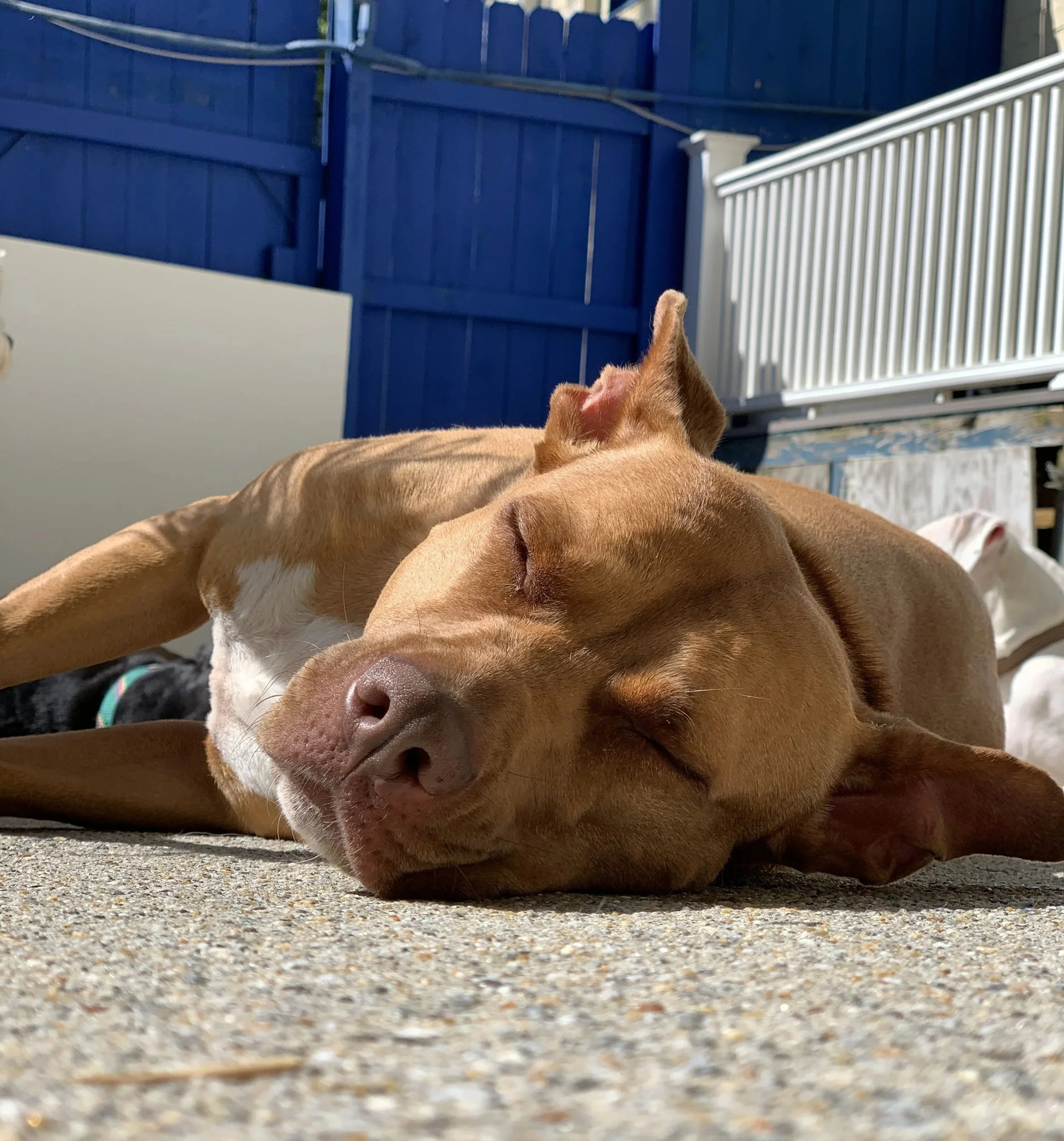 Wagging Tails Doggie Daycare and Boarding