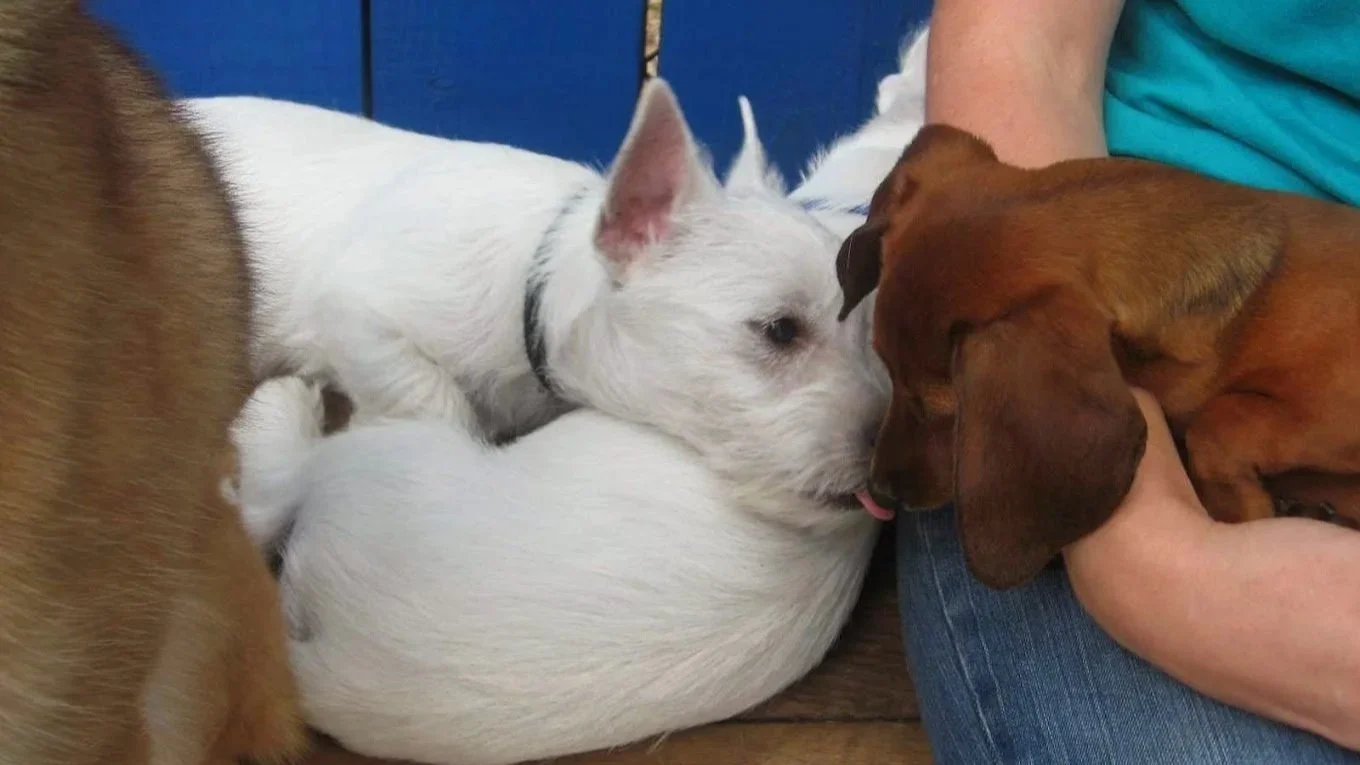 Three dogs of different breeds and colors snuggling with a person on a wooden surface, with blue wooden background.