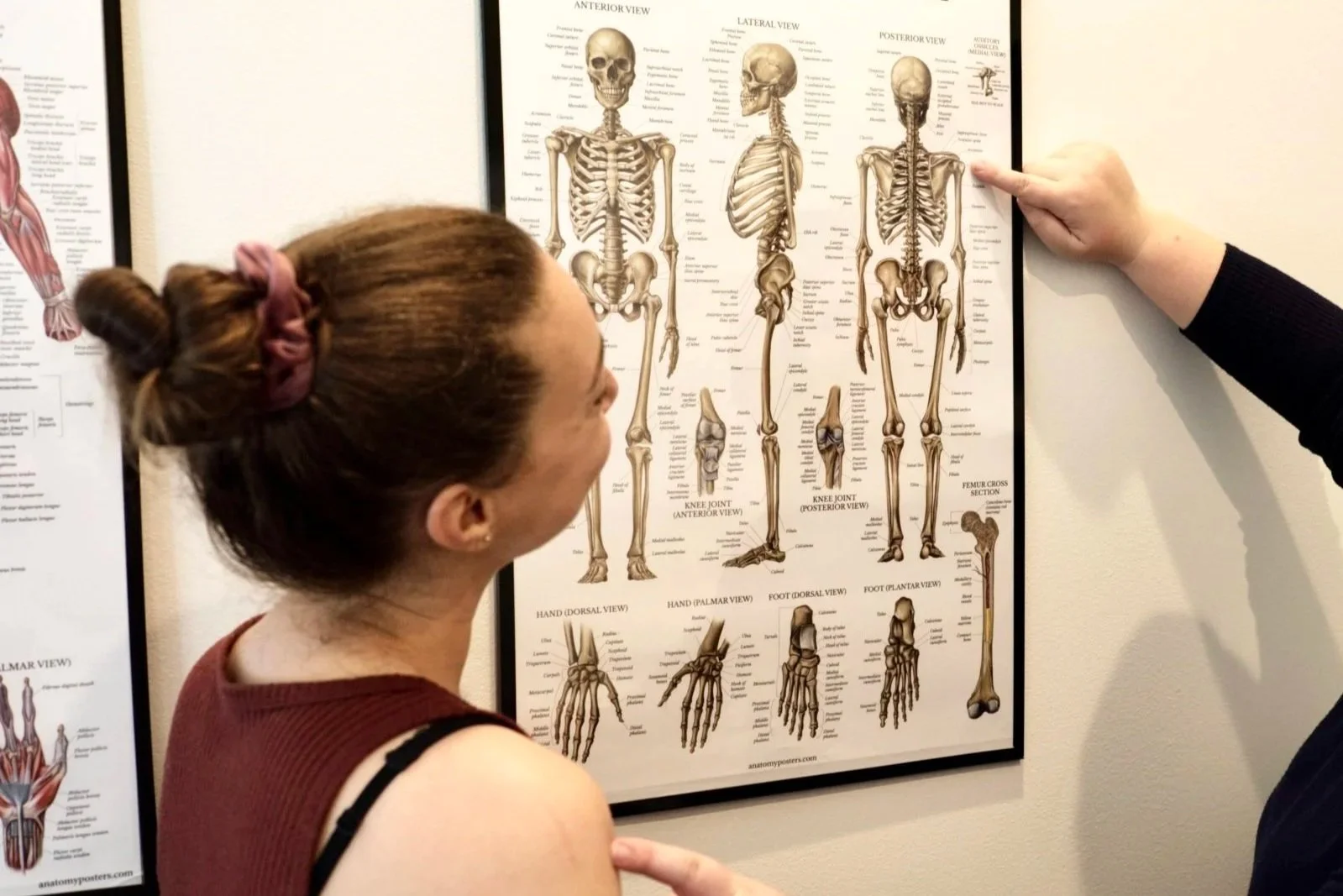 An Osteopathic Manual Practitioner explaining the human skeleton to a patient.