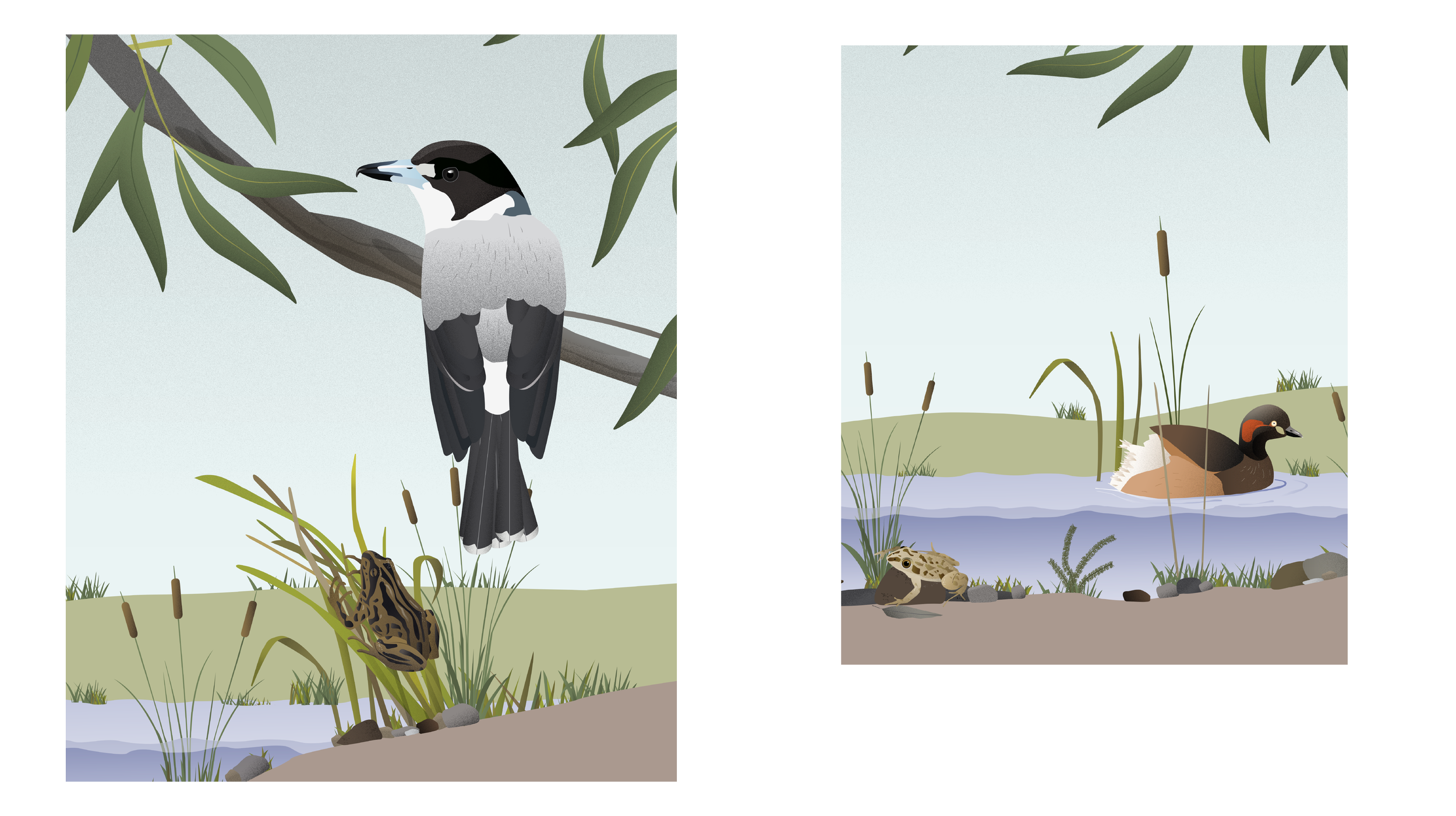 Illustration of a pond with waterfowl and reptiles. On the left, a large bird with black and white plumage perches on a branch, alongside a small frog near the water's edge. On the right, a duck with a colorful head swims in the pond, with another frog sitting on the ground nearby, and tall grasses around the pond.