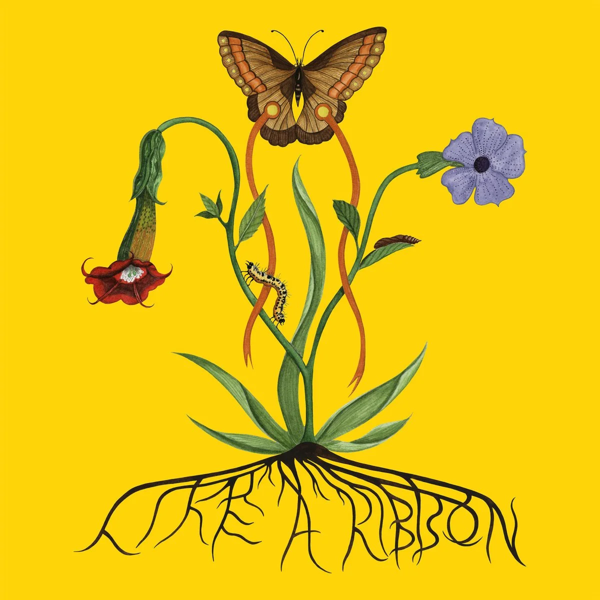 Ribbon.jpg