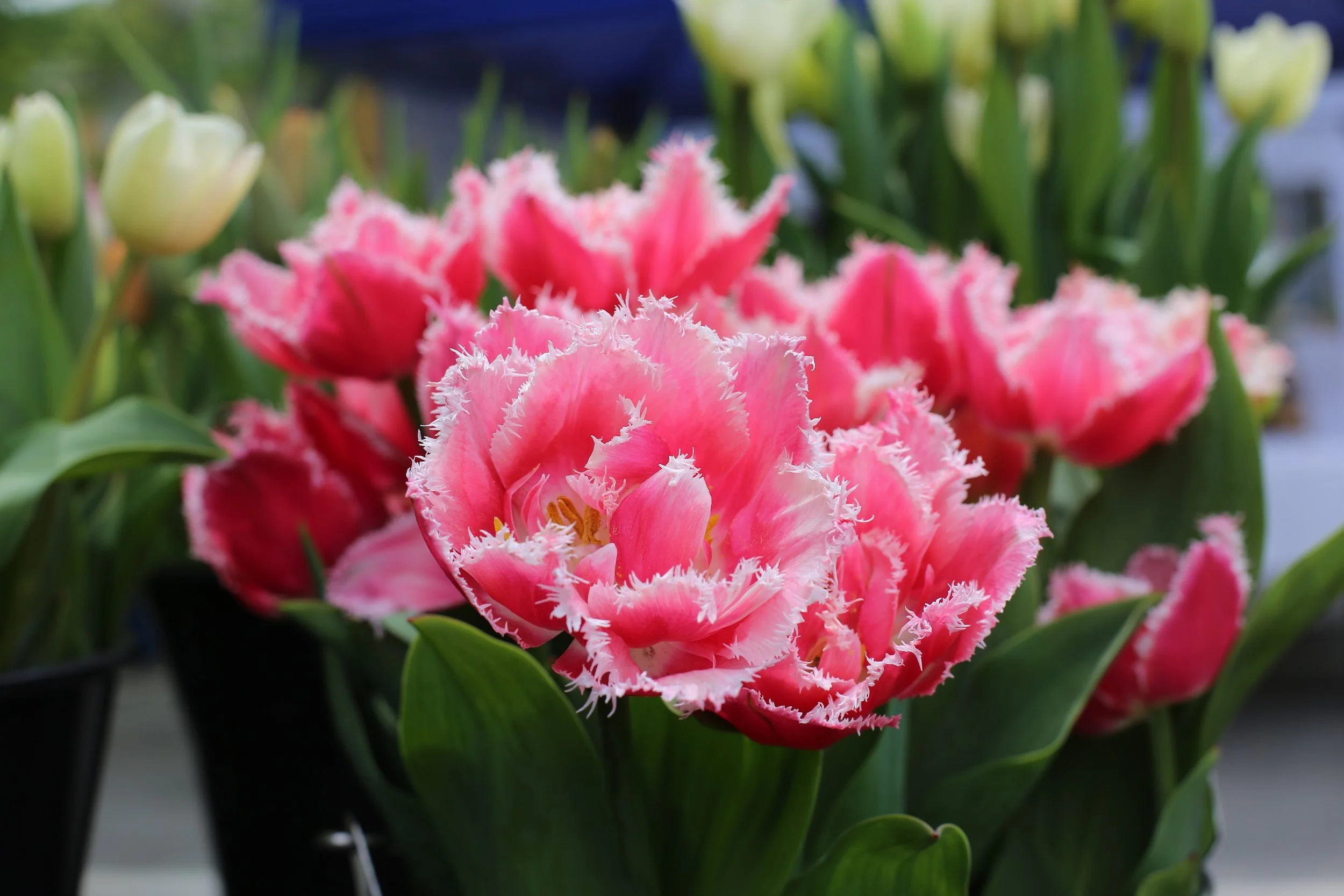 Flowers are poppin' right now at the Capital City Farmers Market. 

The farmer and I need to know- do you see this as fringe or spikes?

We'll be at 133 State Street in Montpelier, Vermont every Saturday, rain or shine. 9am-1pm. Food, Flowers, Friend