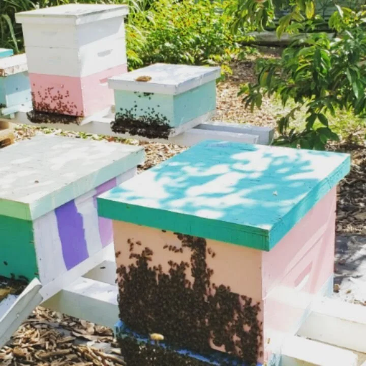 Beelieve Hawaii Oahubased Beekeeping, Live Bee Removal, Bee Farm