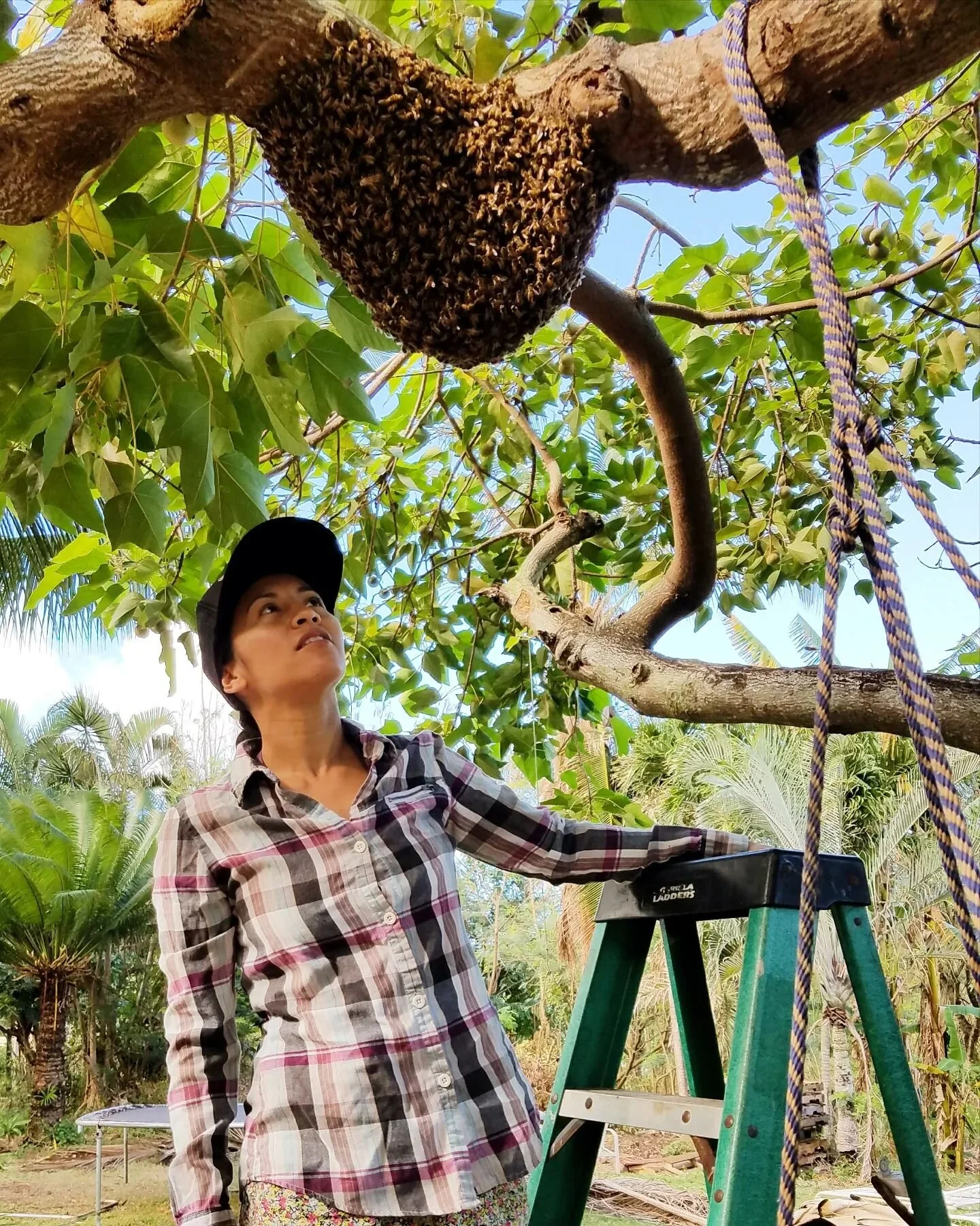 Beelieve Hawaii Oahubased Beekeeping, Live Bee Removal, Bee Farm