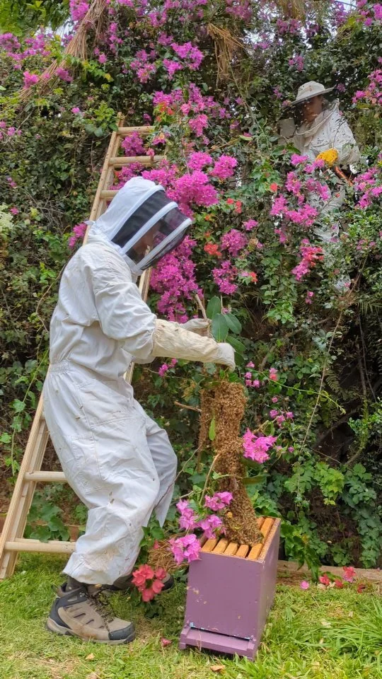 Beelieve Hawaii Oahubased Beekeeping, Live Bee Removal, Bee Farm