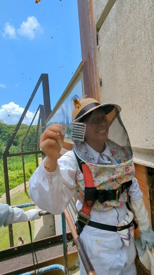 Beelieve Hawaii Oahubased Beekeeping, Live Bee Removal, Bee Farm