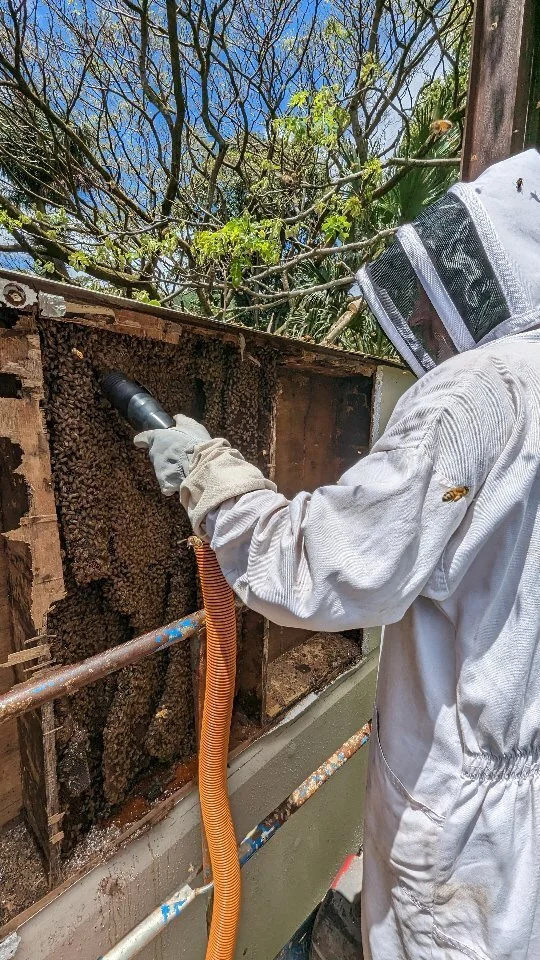 Beelieve Hawaii Oahubased Beekeeping, Live Bee Removal, Bee Farm