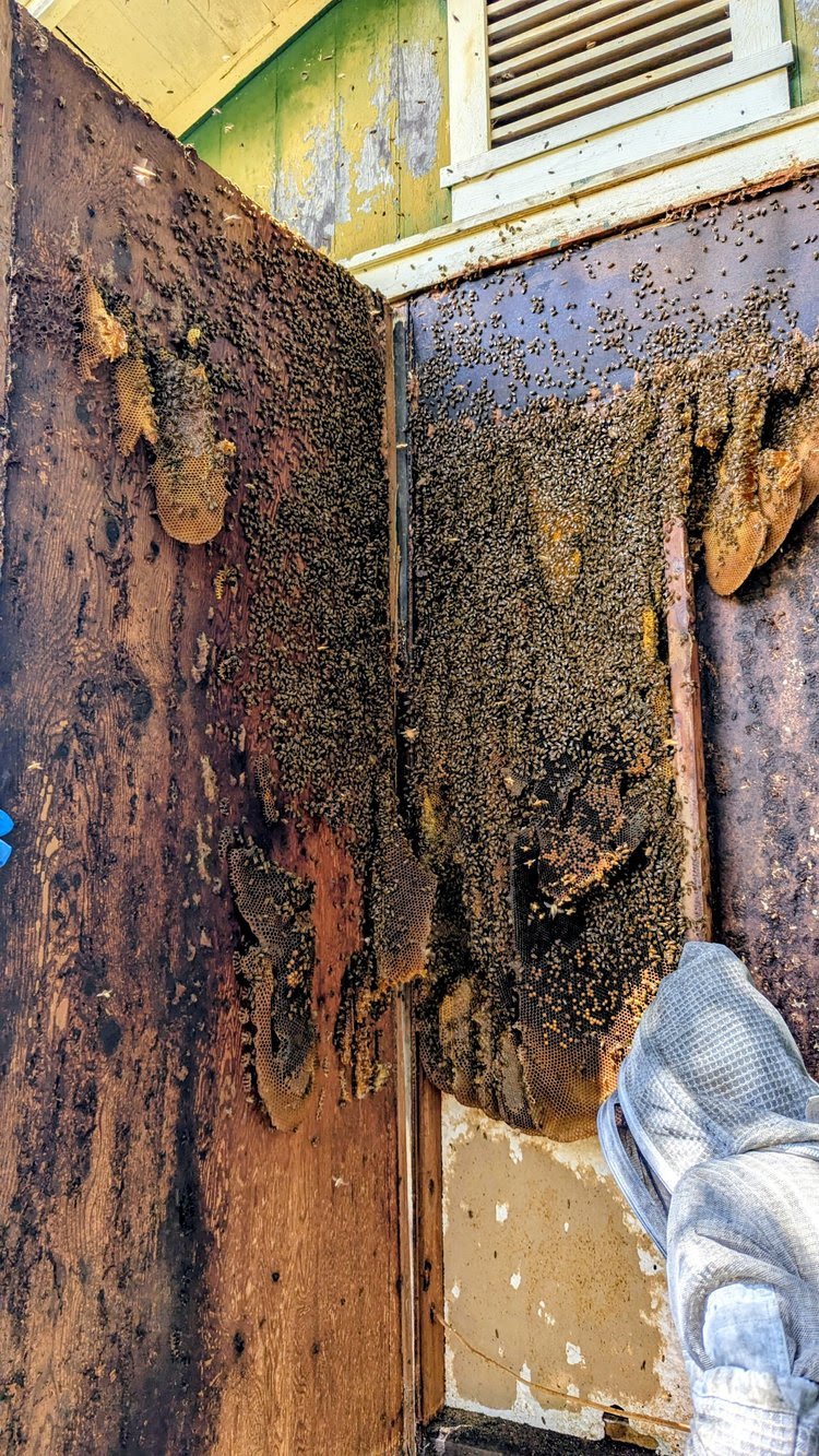 Beehive removal on July 16, 2025 at Na ‘Āina Kai Botanical Gardens in Kaua‘i