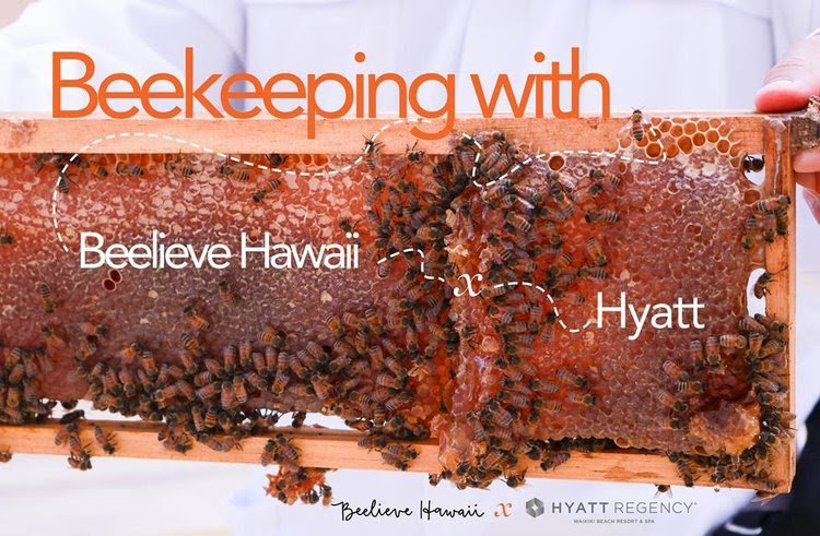 BOOK NOW: Beekeeping Experience with Beelieve at Hyatt