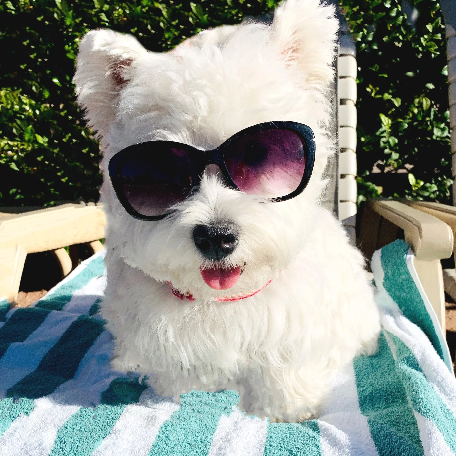 Meet Bailey the Westie